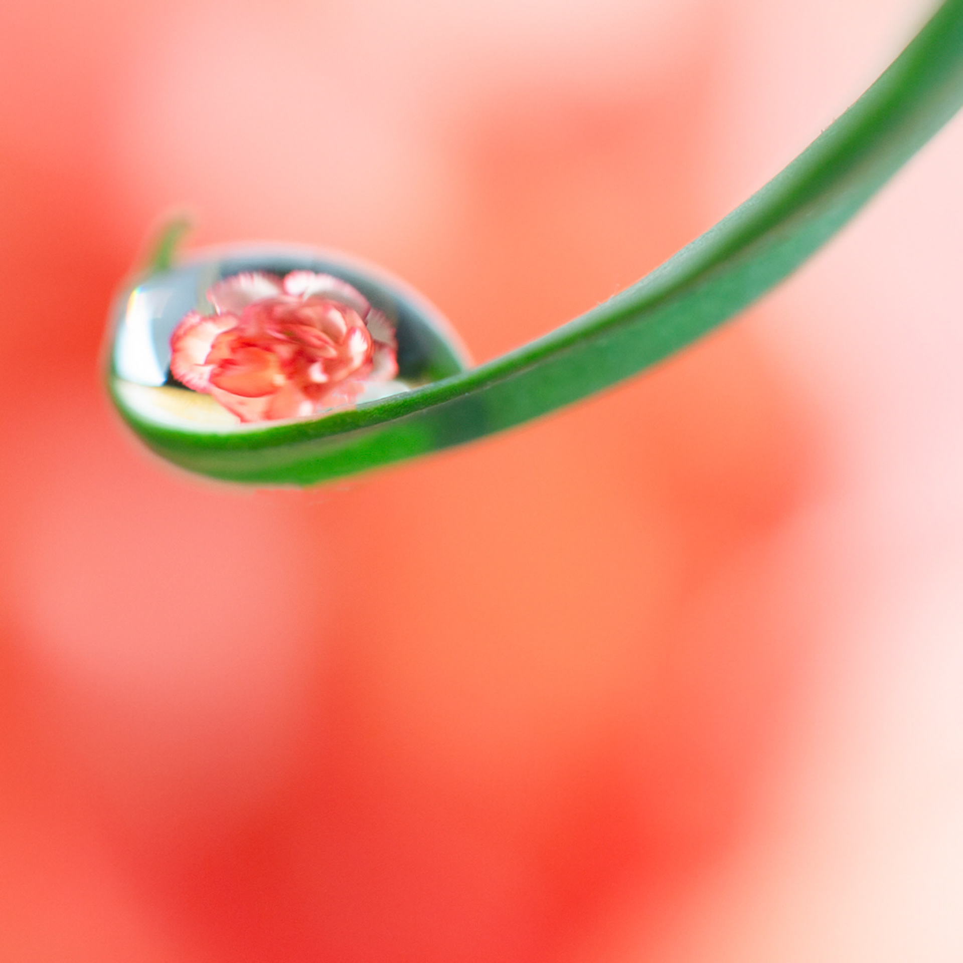 Photo:  B-2019-0166