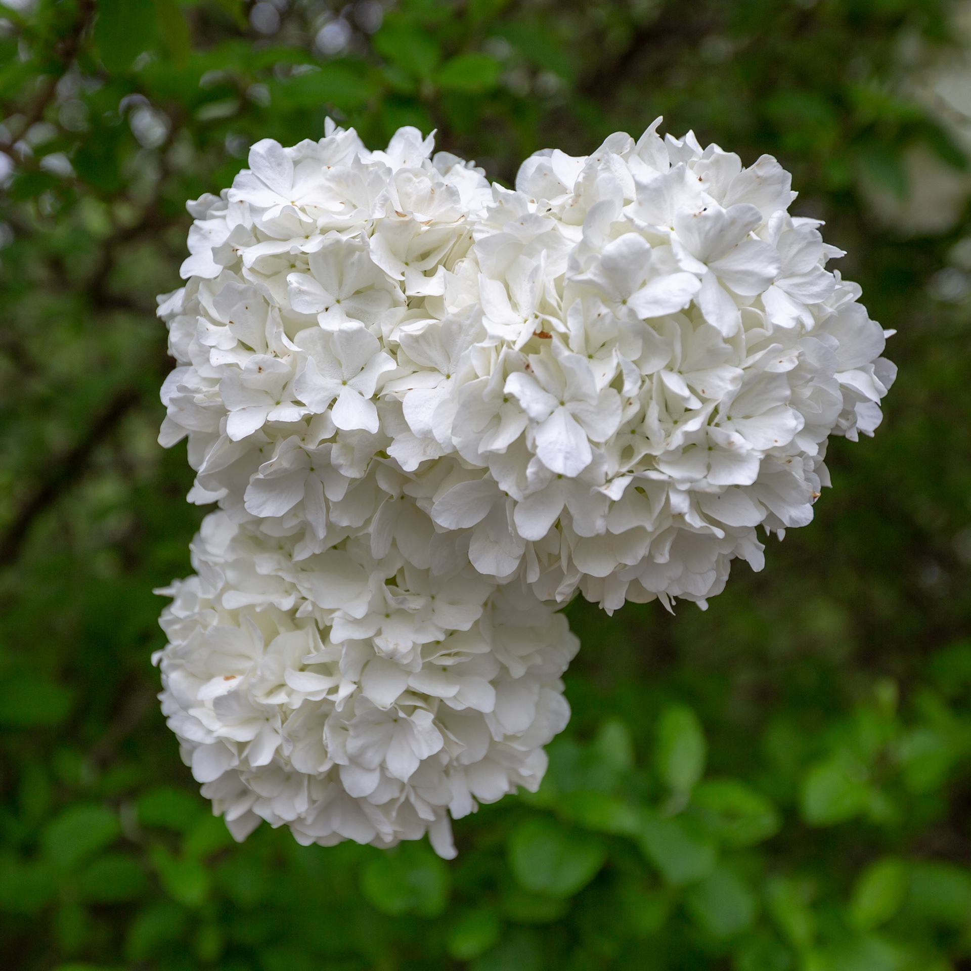 Photo:  B-2019-0161