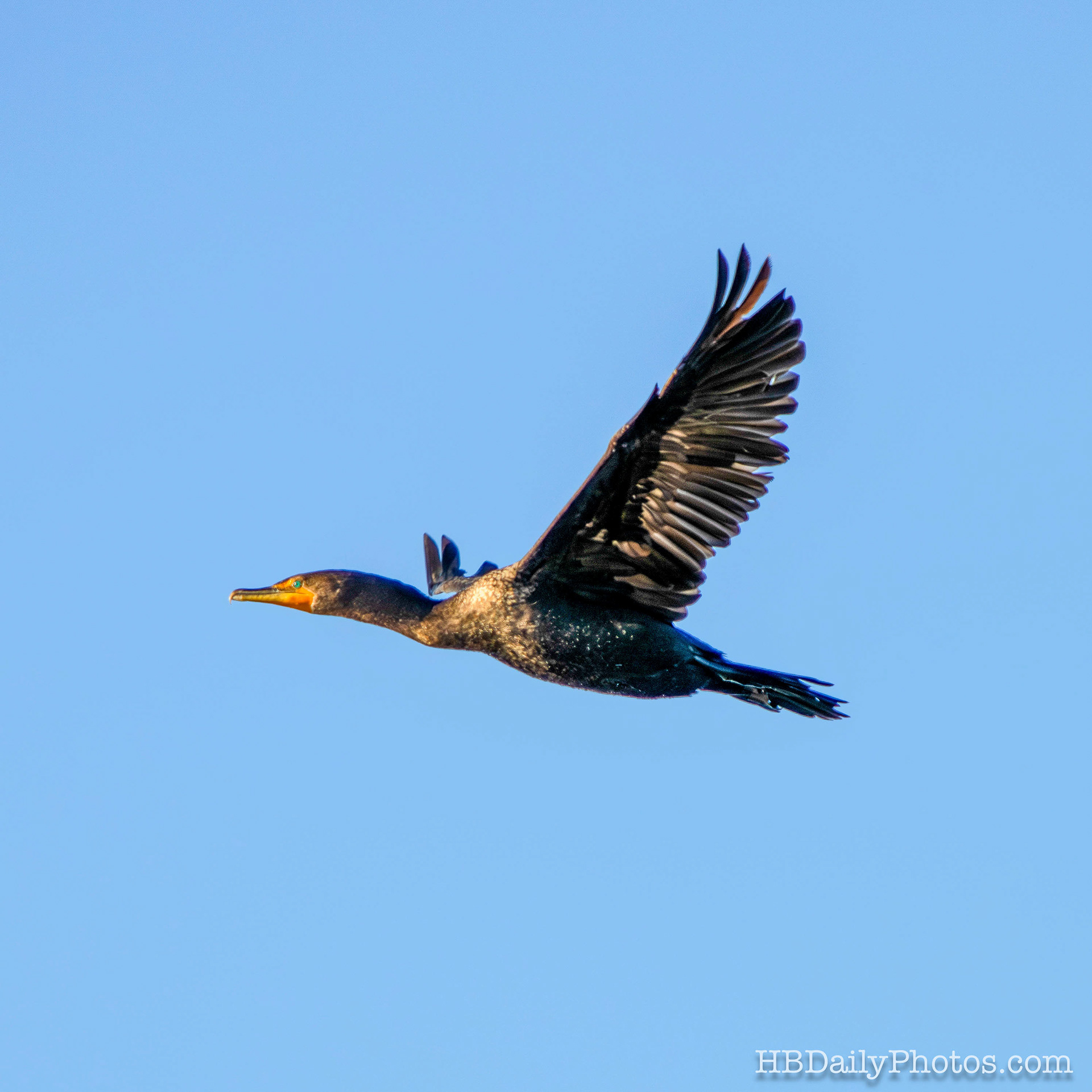 Image-00073-double-crested-cormorant-flying-bolsa-chica