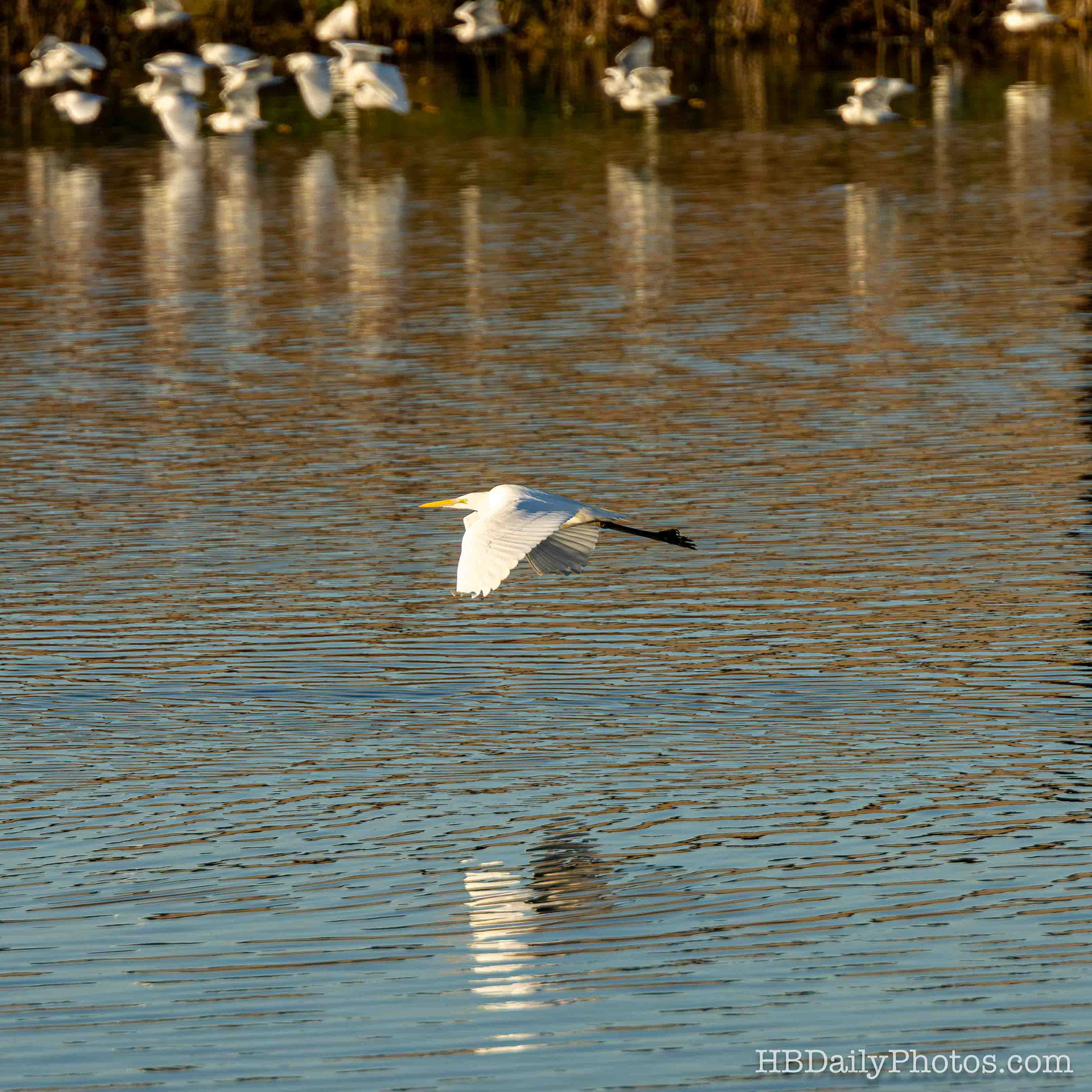 image-00081-great-egret-flying-low-water-bolsa-chica