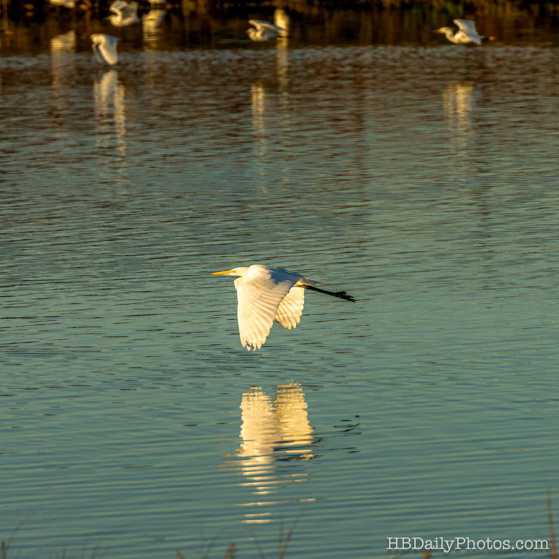 Image-00083-great-egret-flying-low-water-wetlands