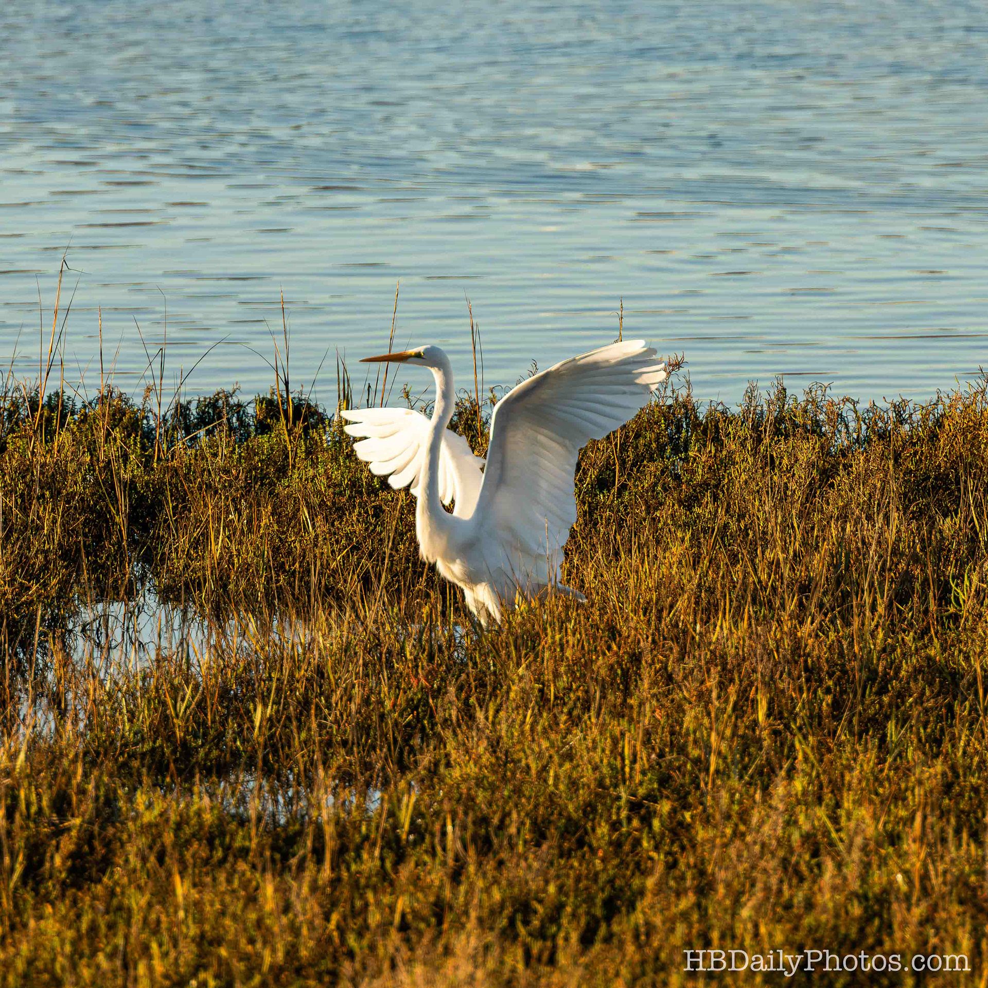 Image-00069-great-egret-wetlands-huntington-beach