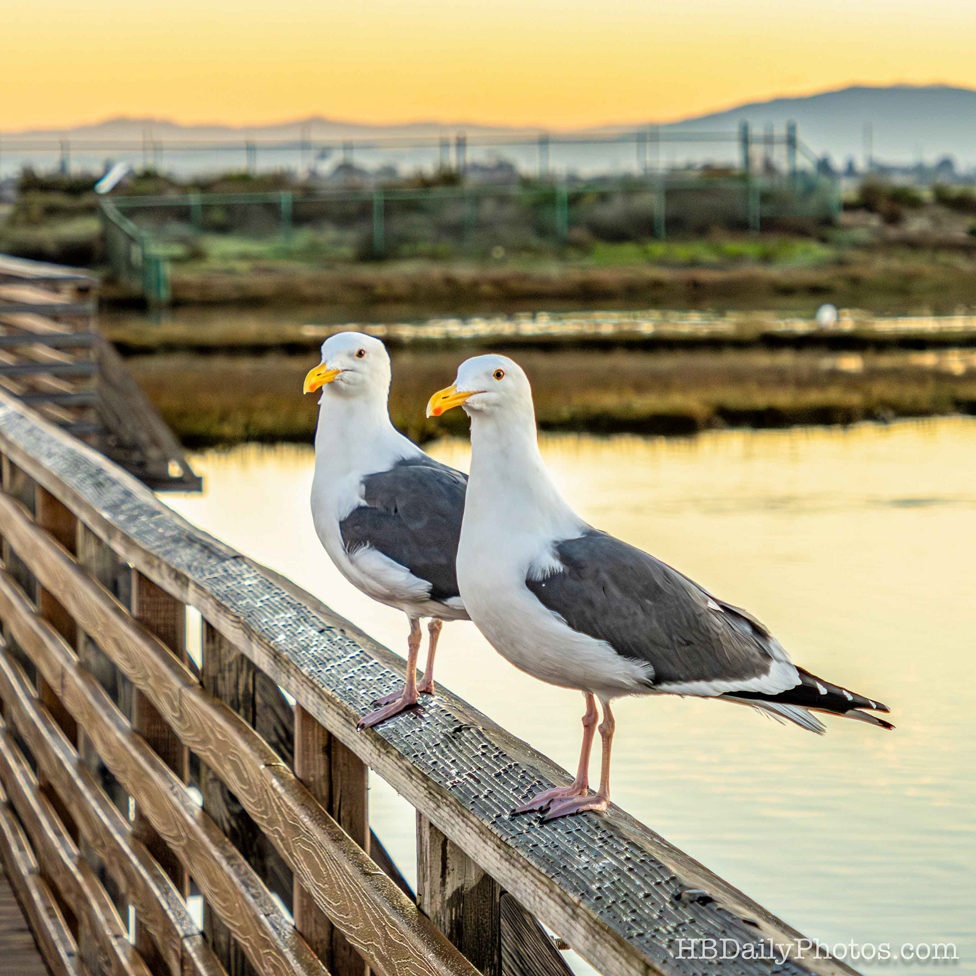 image-00071-best-friends-bolsa-chica-wetlands-sea-gulls