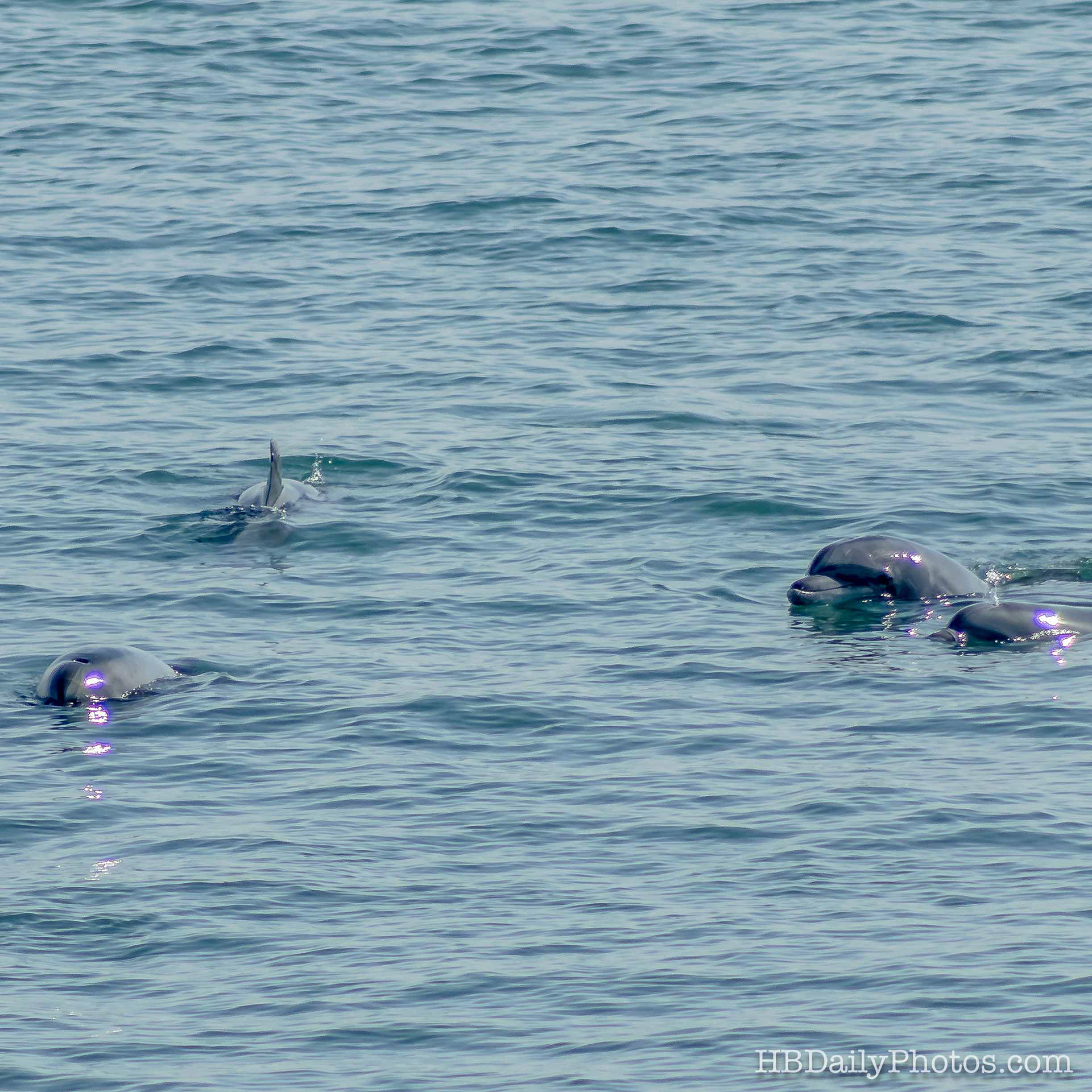 image-00026-dolphins-huntington-beach