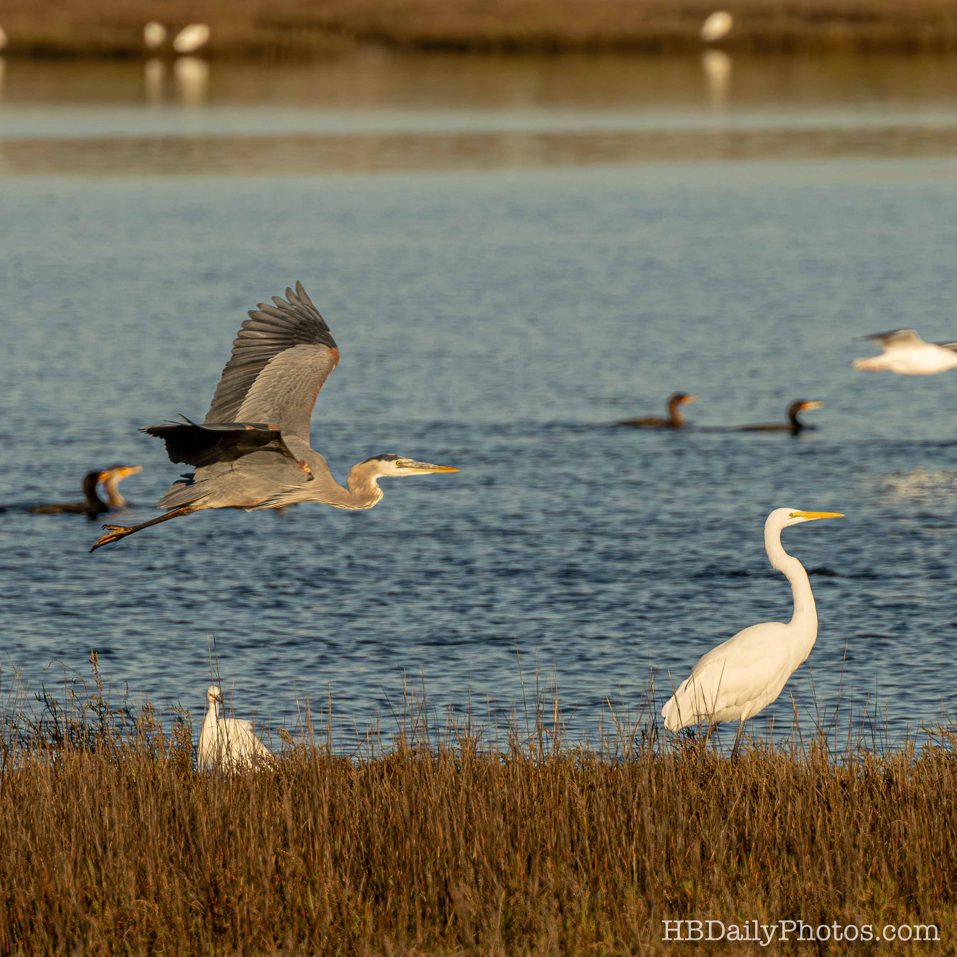 Image-00076-great-blue-heron-flying-great-egret-bolsa-chica