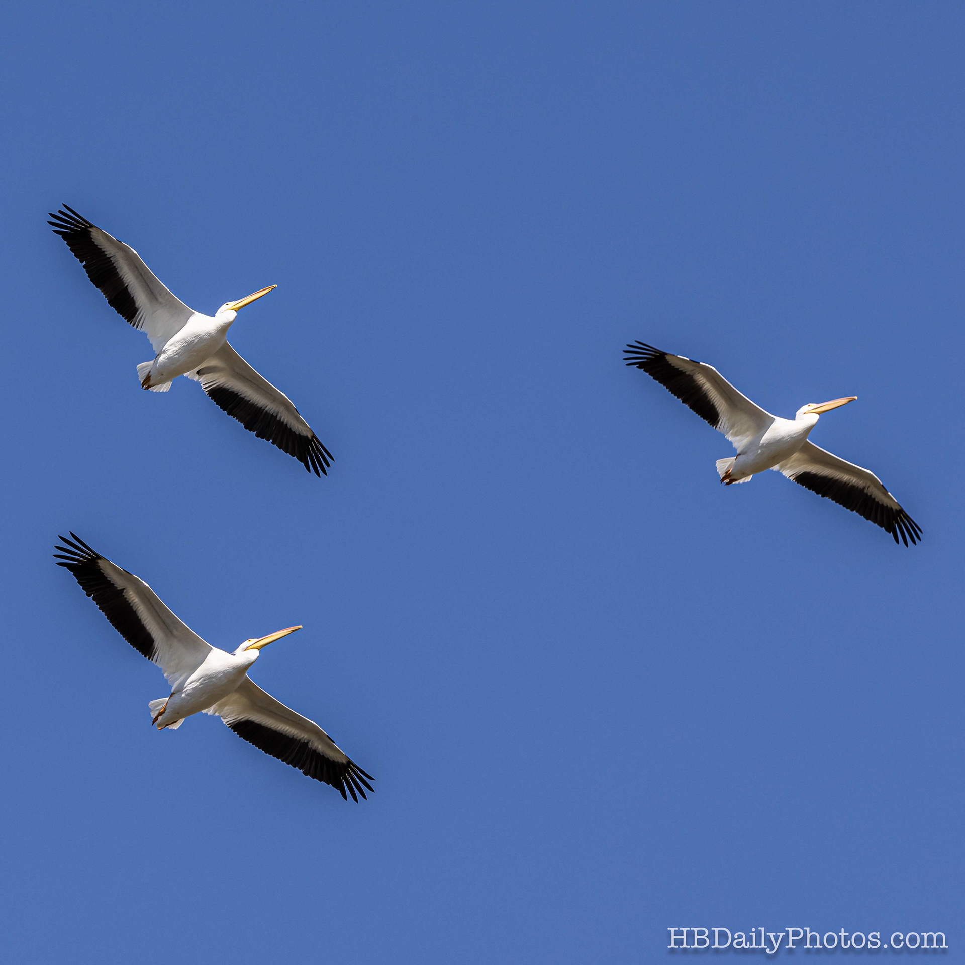 image-00070-american-white-pelicans-flying-bolsa-chica