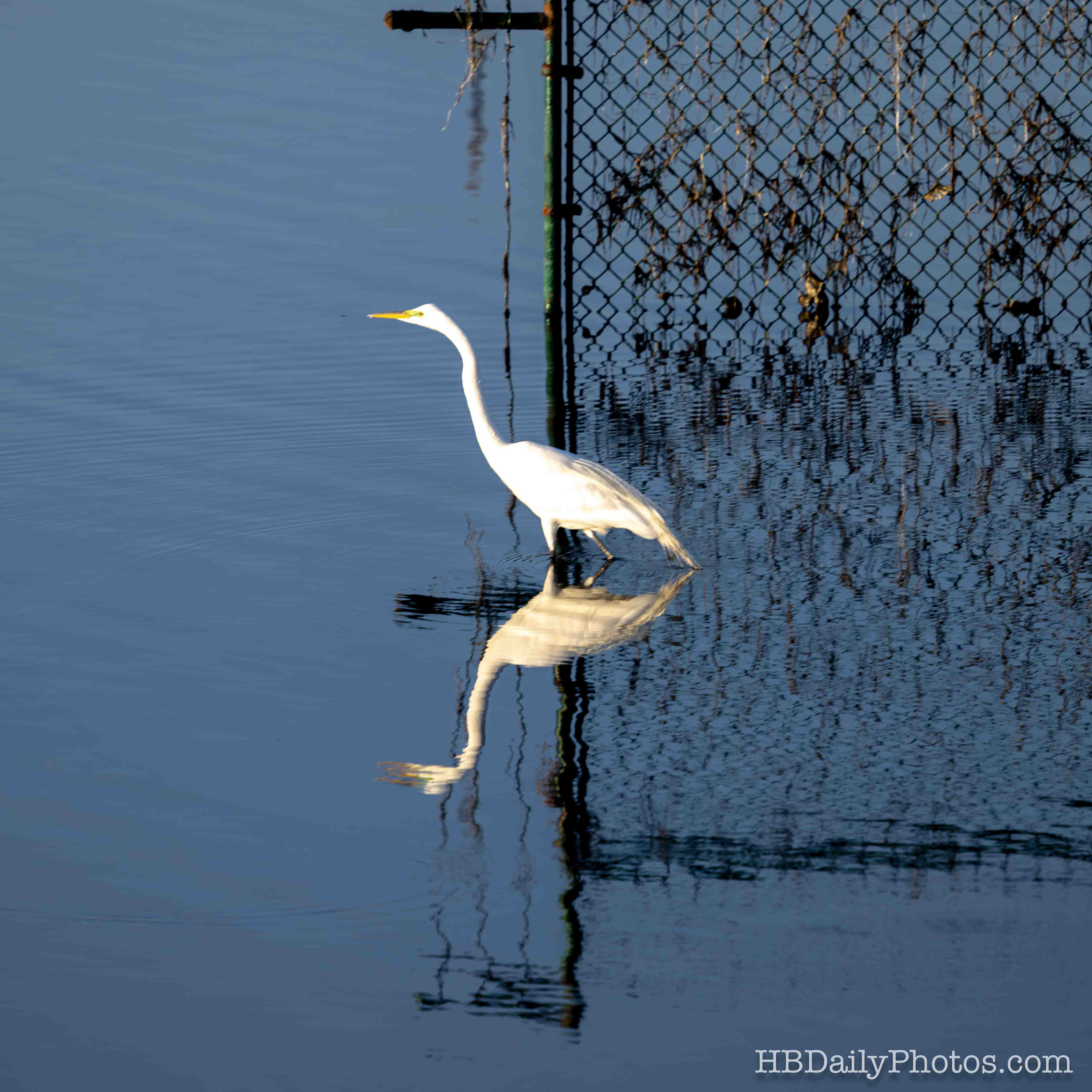 Image-00085-great-egret-huntington-beach-bolsa-chica-ecological-reserve