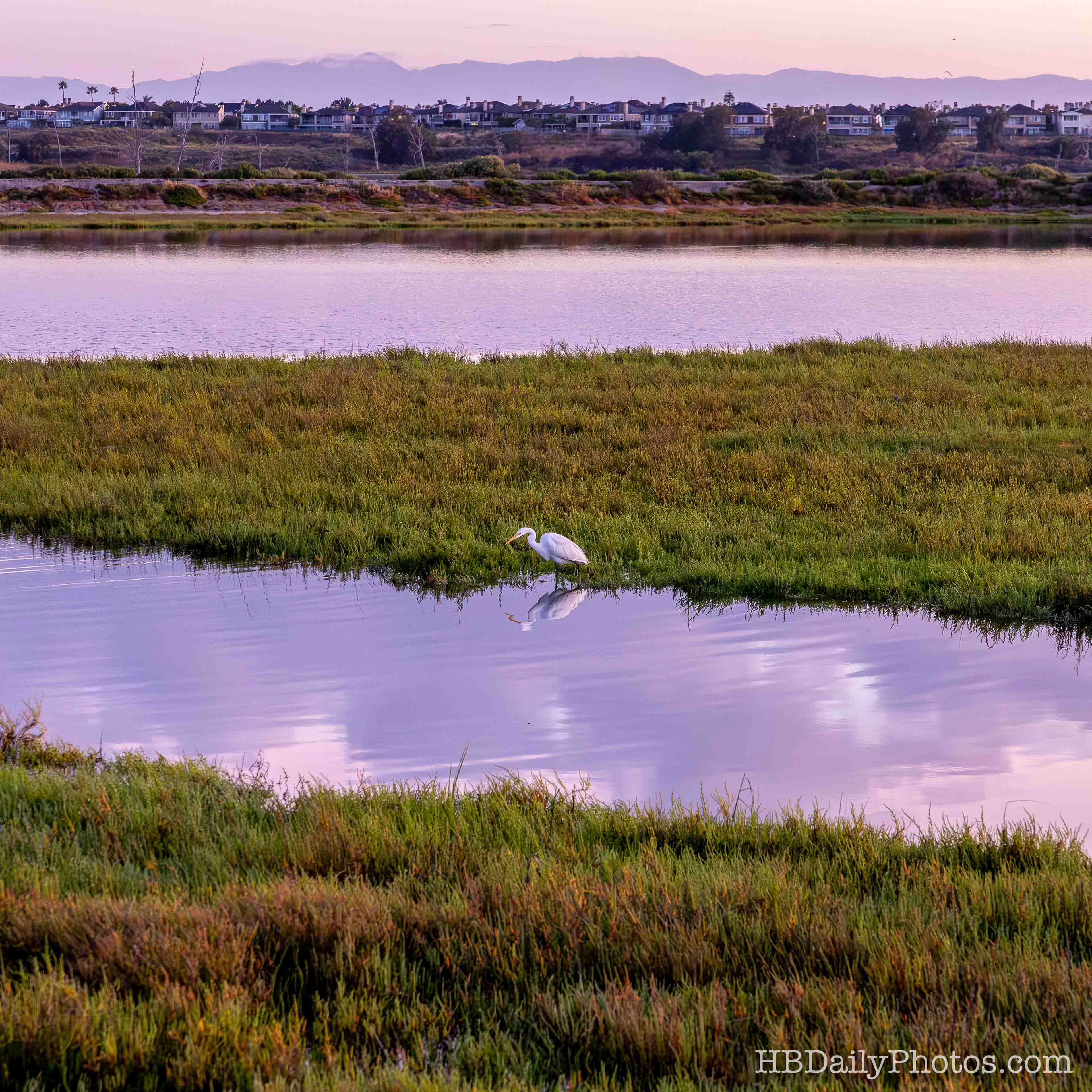 Image-00075-great-egret-bolsa-chica-wetlands