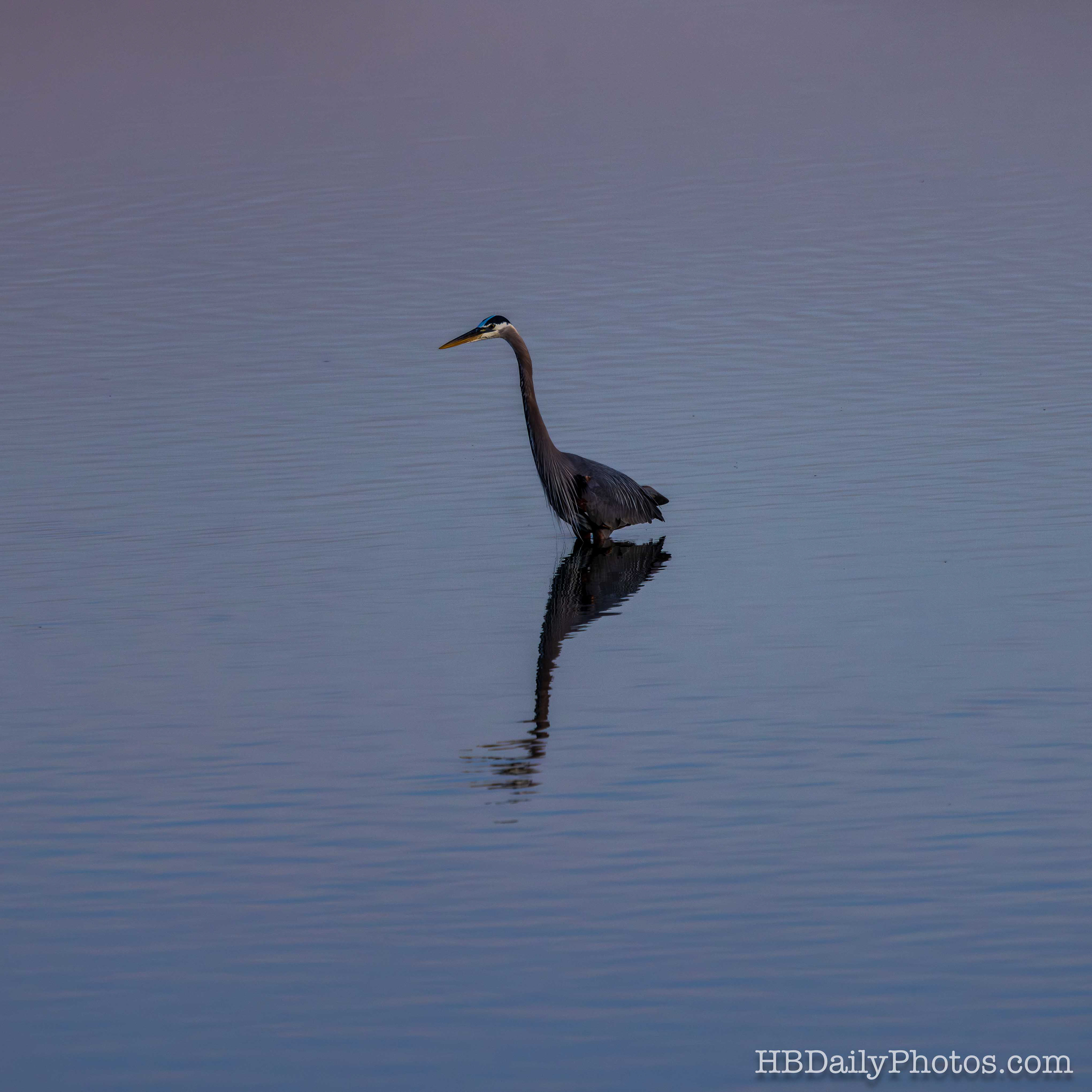 Image-00072-bolsa-chica-ecological- reserve-great-blue-heron