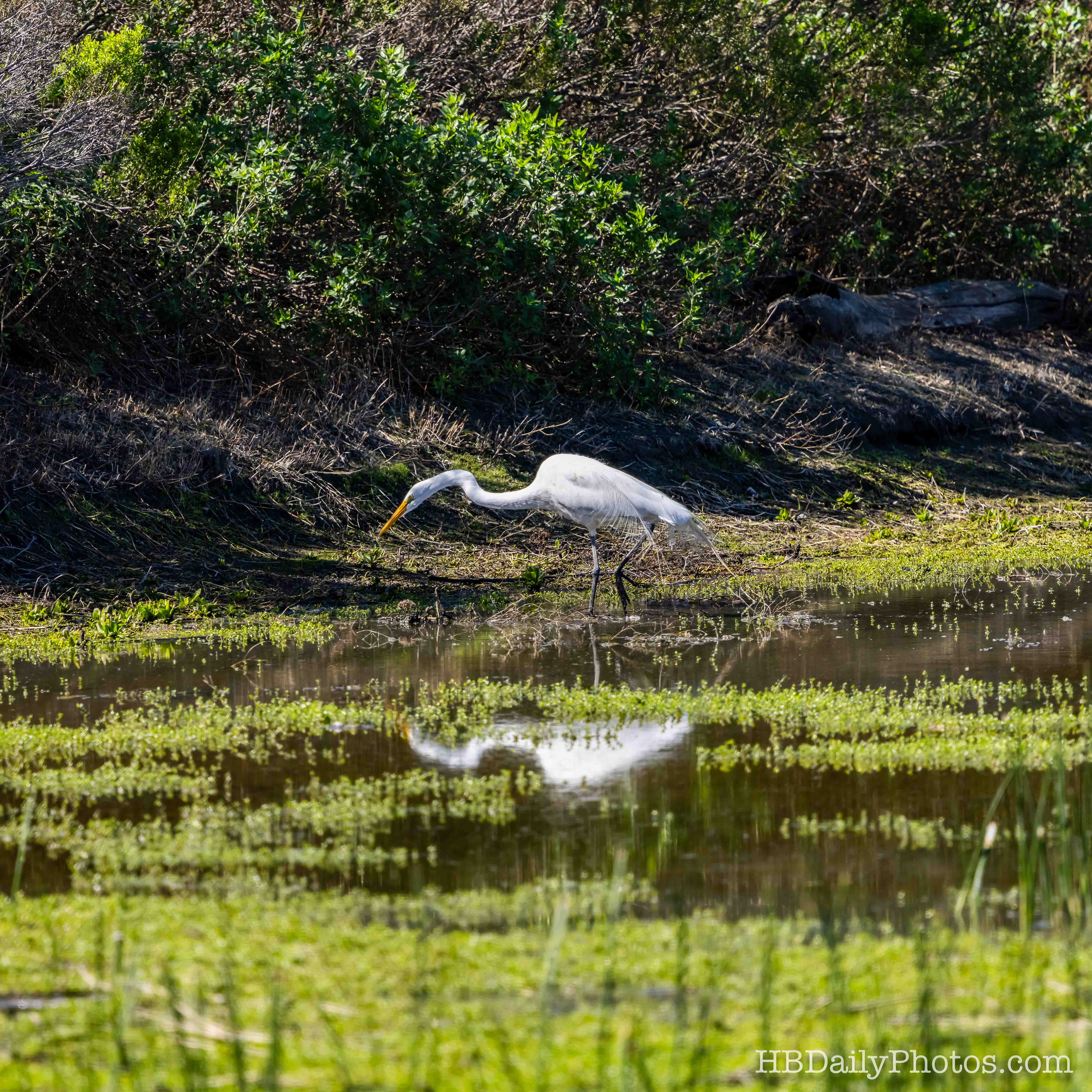 Image-00086-great-egret-patietly-waiting