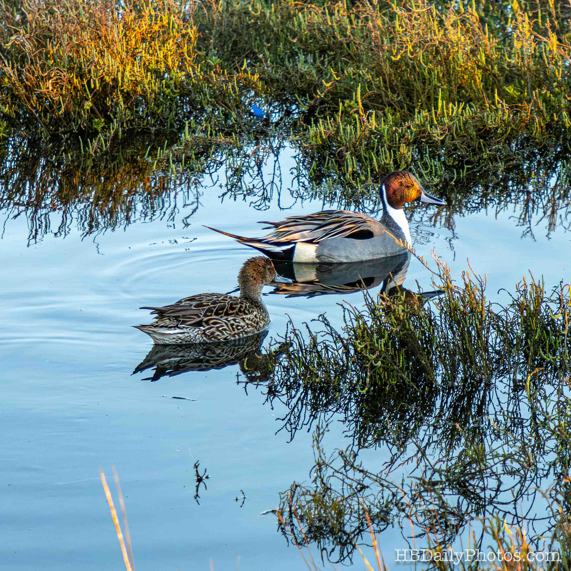 Image-00089-northern-pintail-duck-pair-bolsa-chica