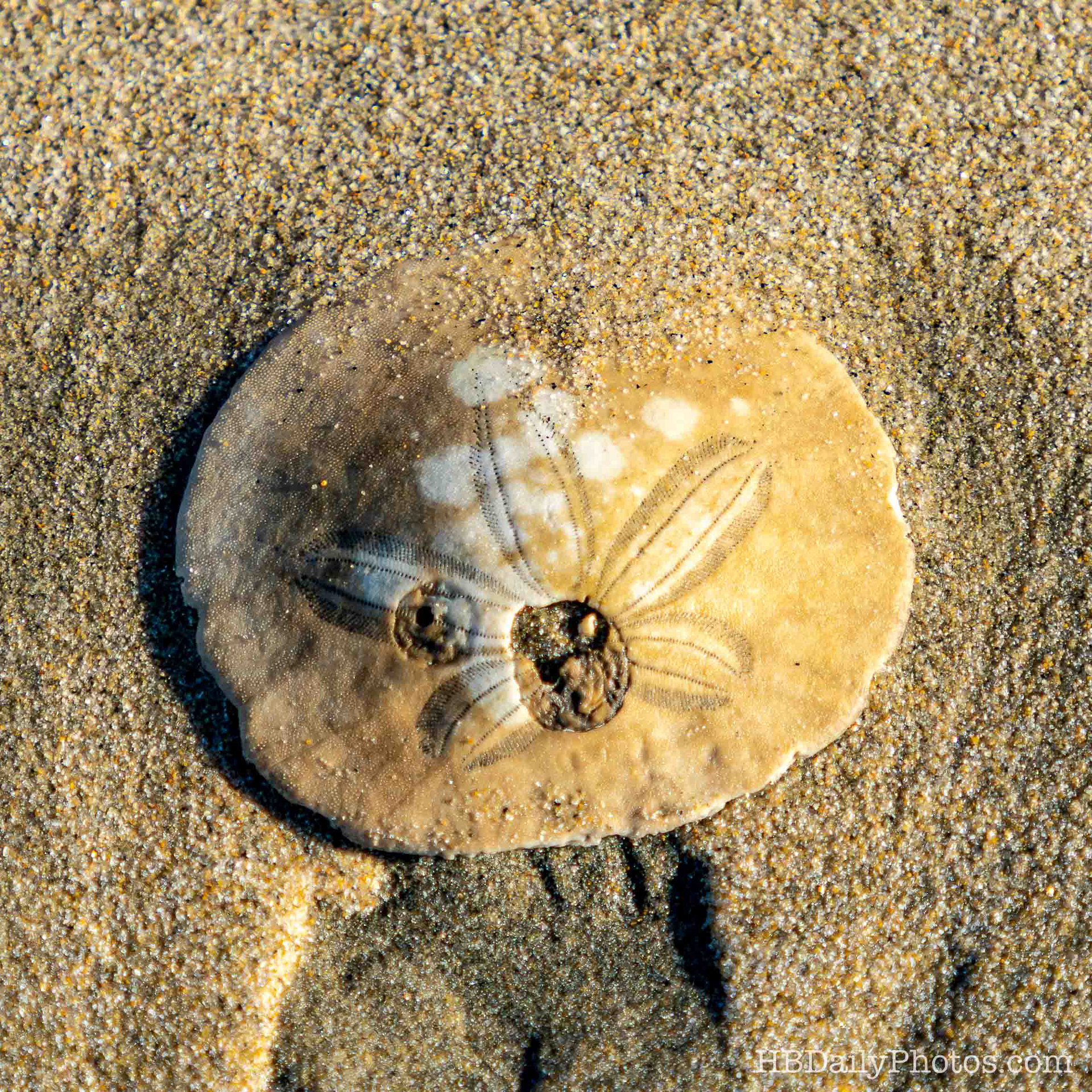 image-00064-surf-city-sand-dollar