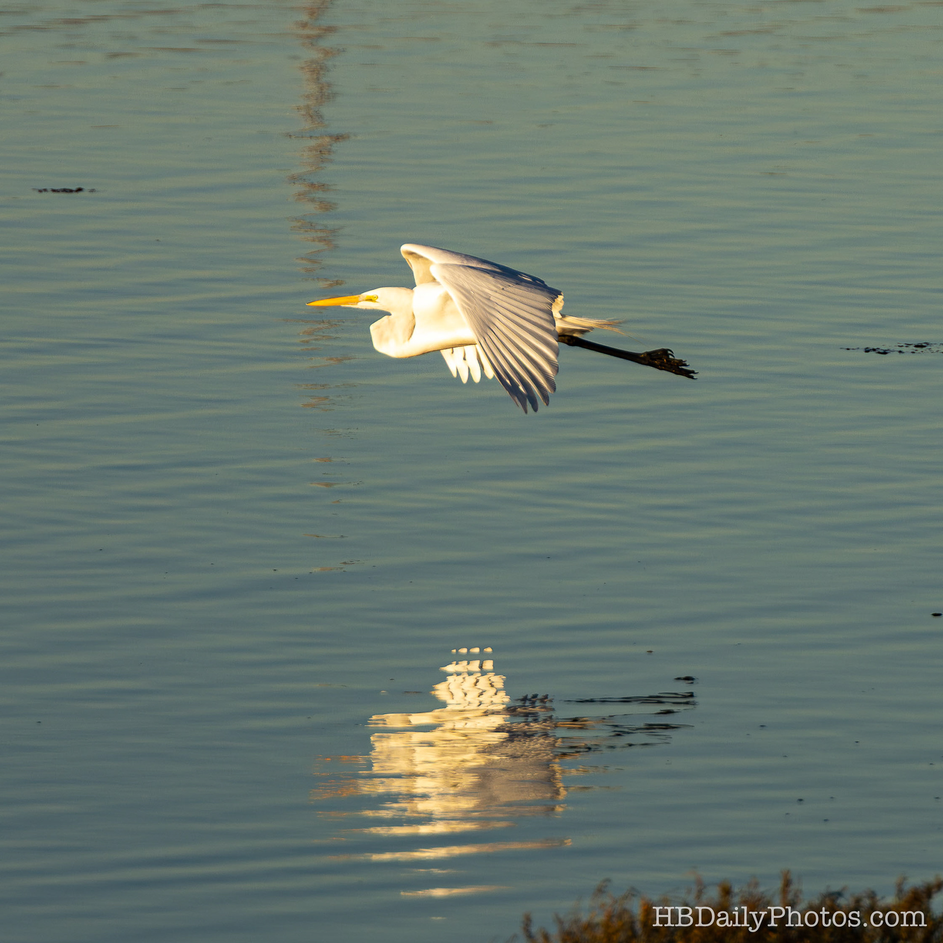 Image-00082-great-egret-flying-low-water-surfcity