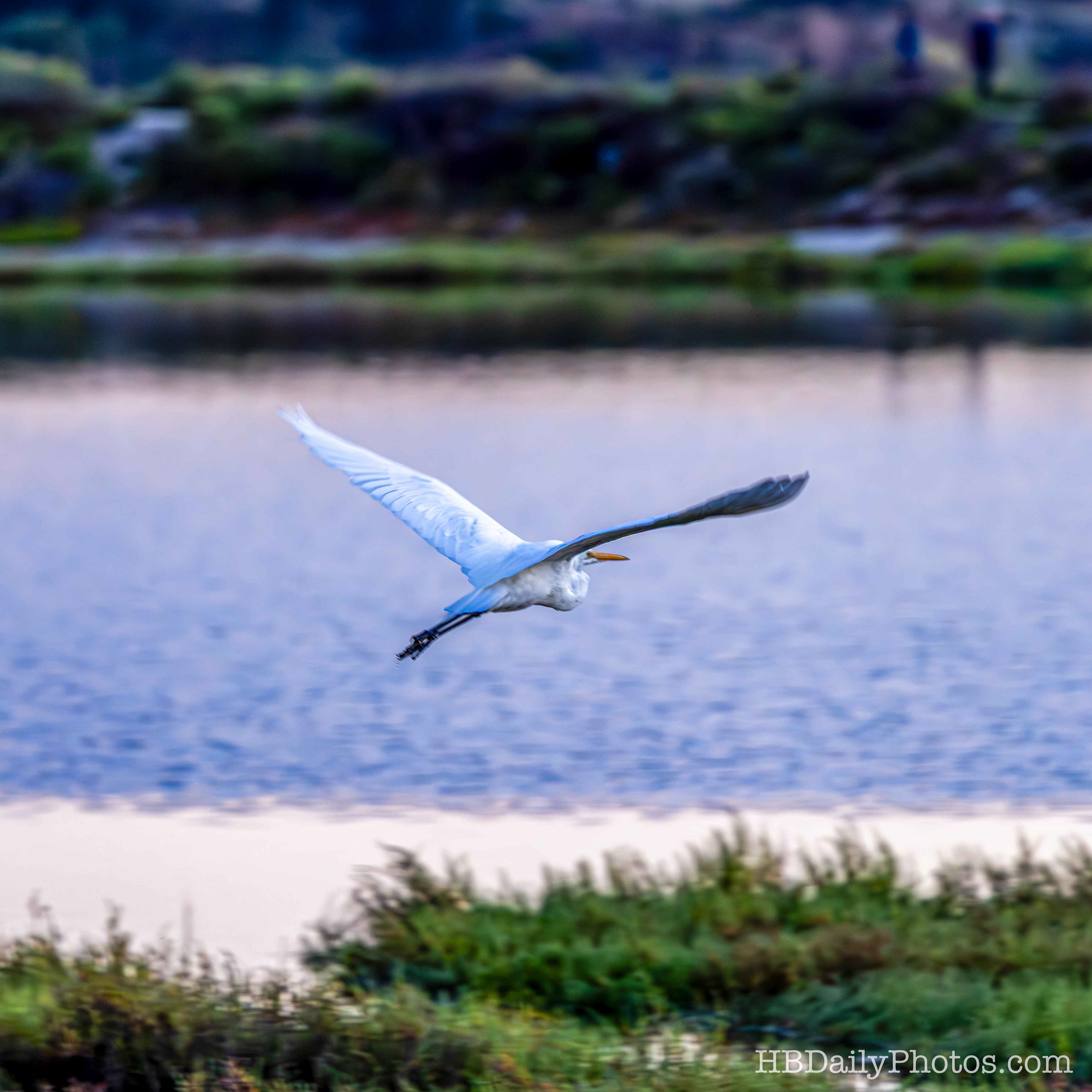 Image-00079-great-egret-bolsa-chica-wetlands-huntington-beach