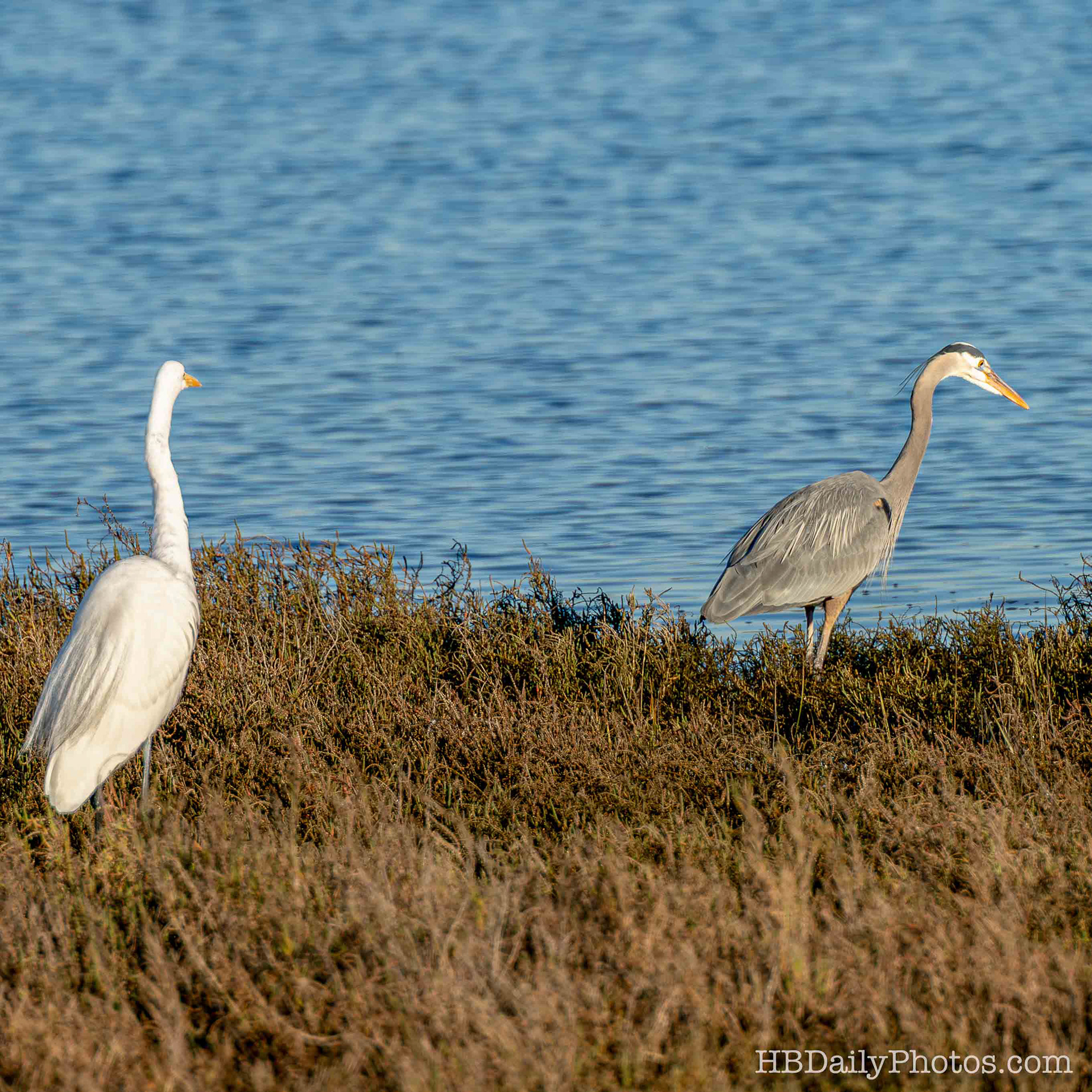 Image-00084-great-egret-great-blue-heron-bolsa-chica