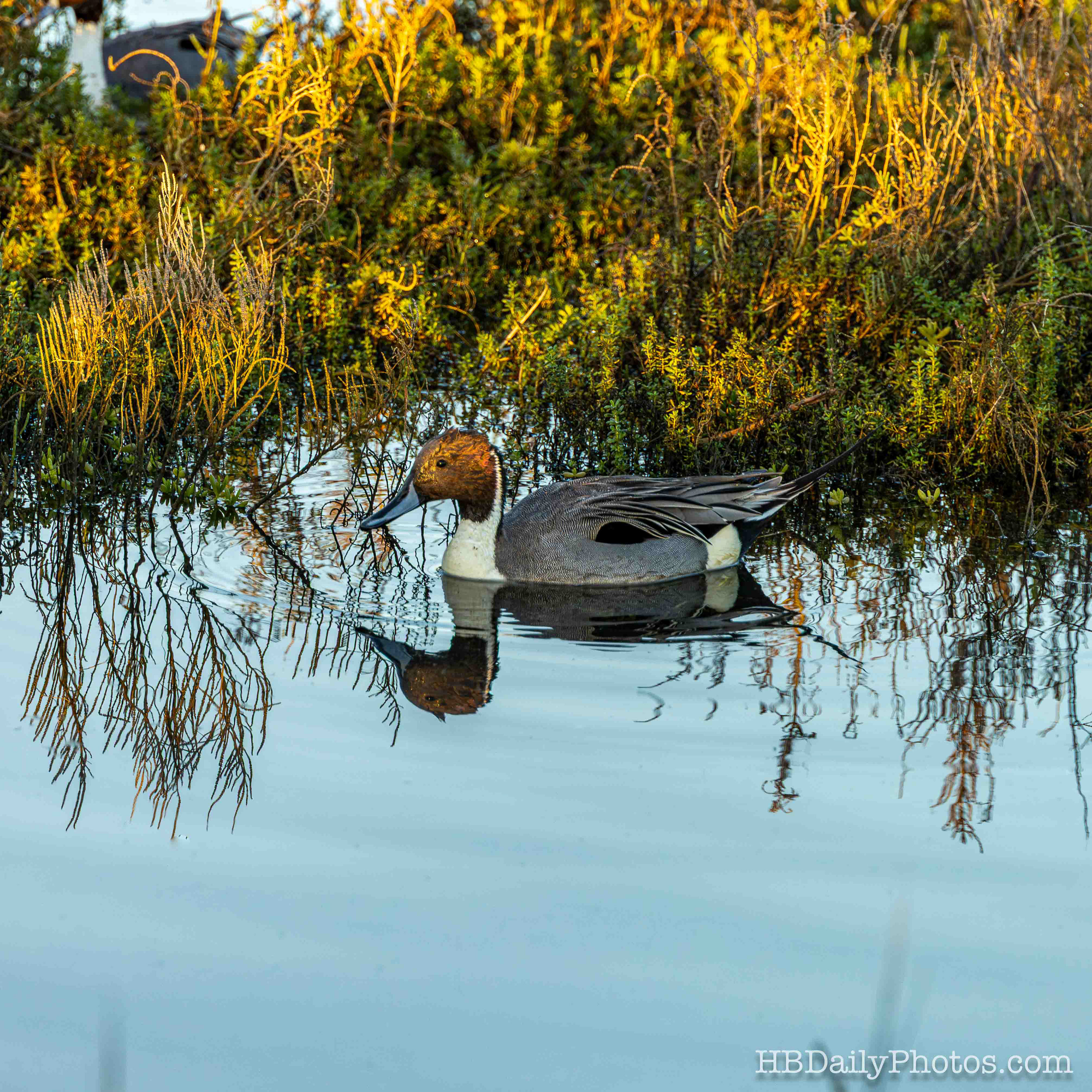 Image-00090-northern-pintail-duck-reflection-bolsa-chica
