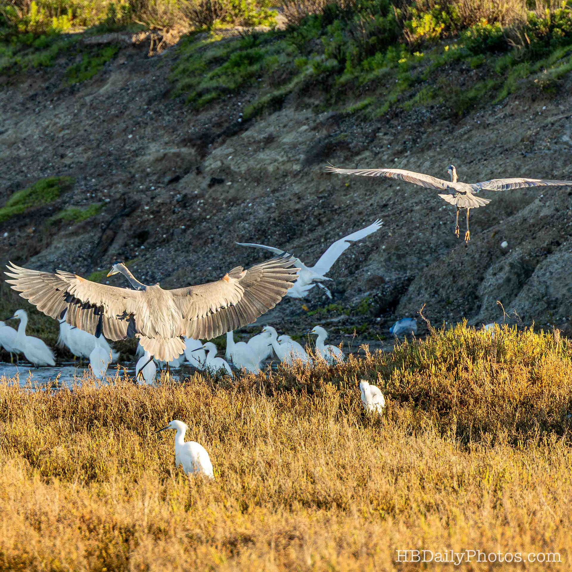 Image-00078-great-blue-heron-landing-action-bolsa-chica