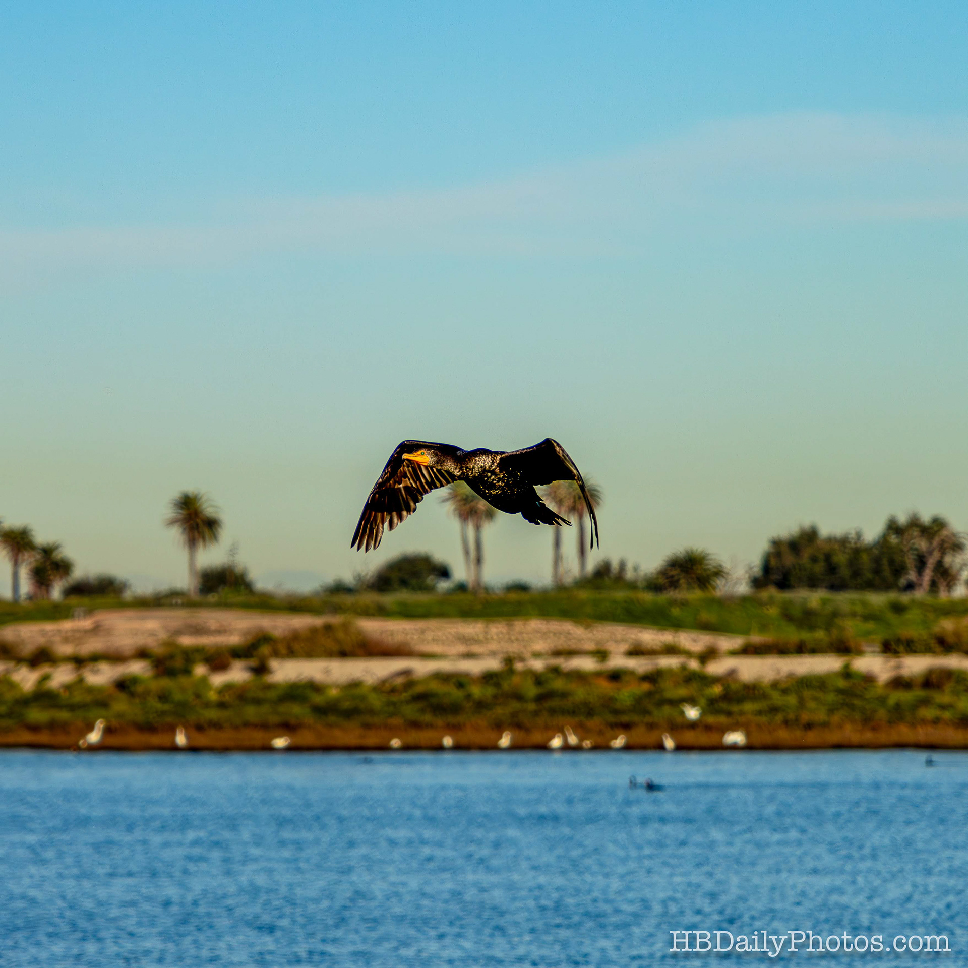 Image-00074-double-crested-cormorant-flying-low-water-bolsa-chica