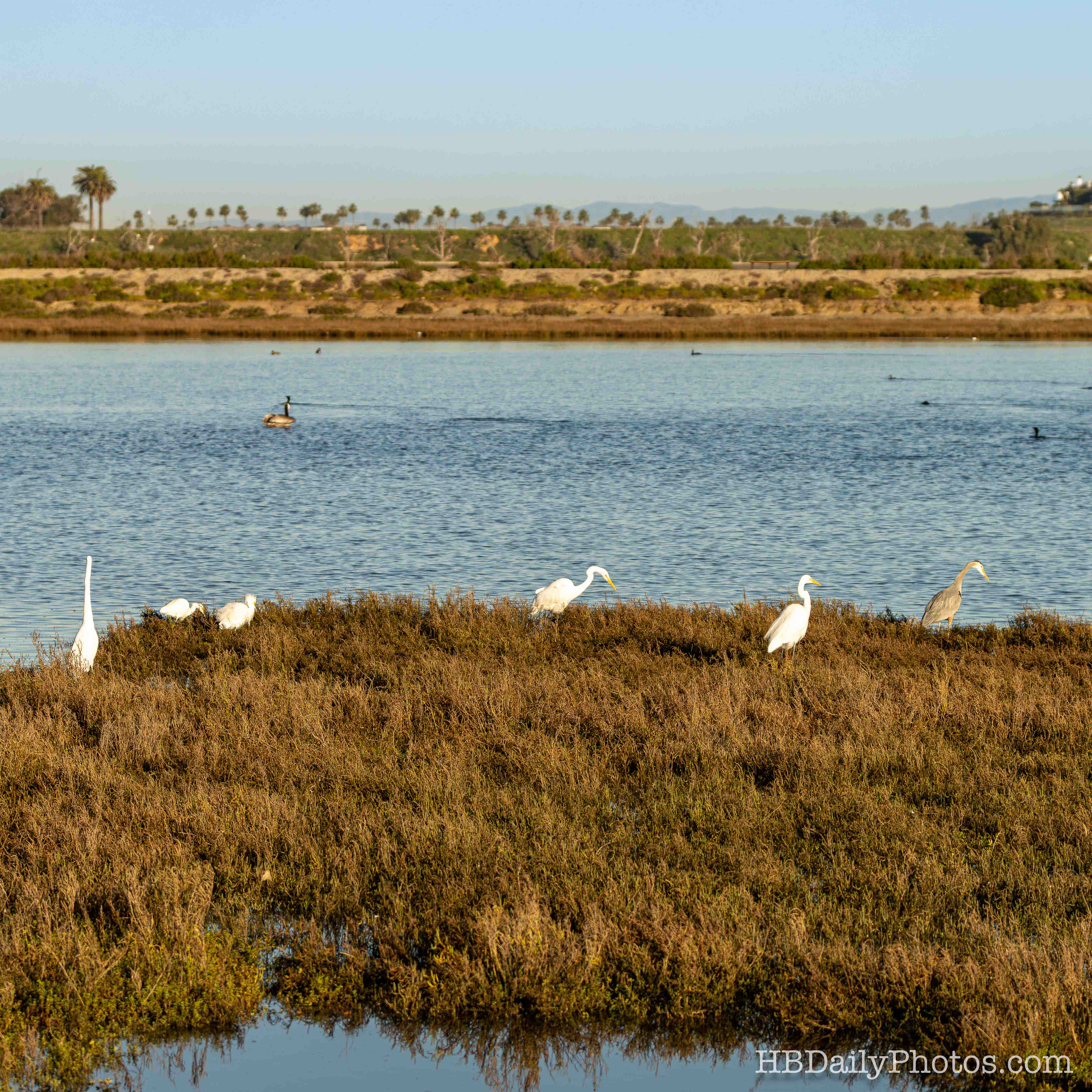 Image-00077-great-blue-heron-great-egrets-bolsa-chica-ecological-reserve