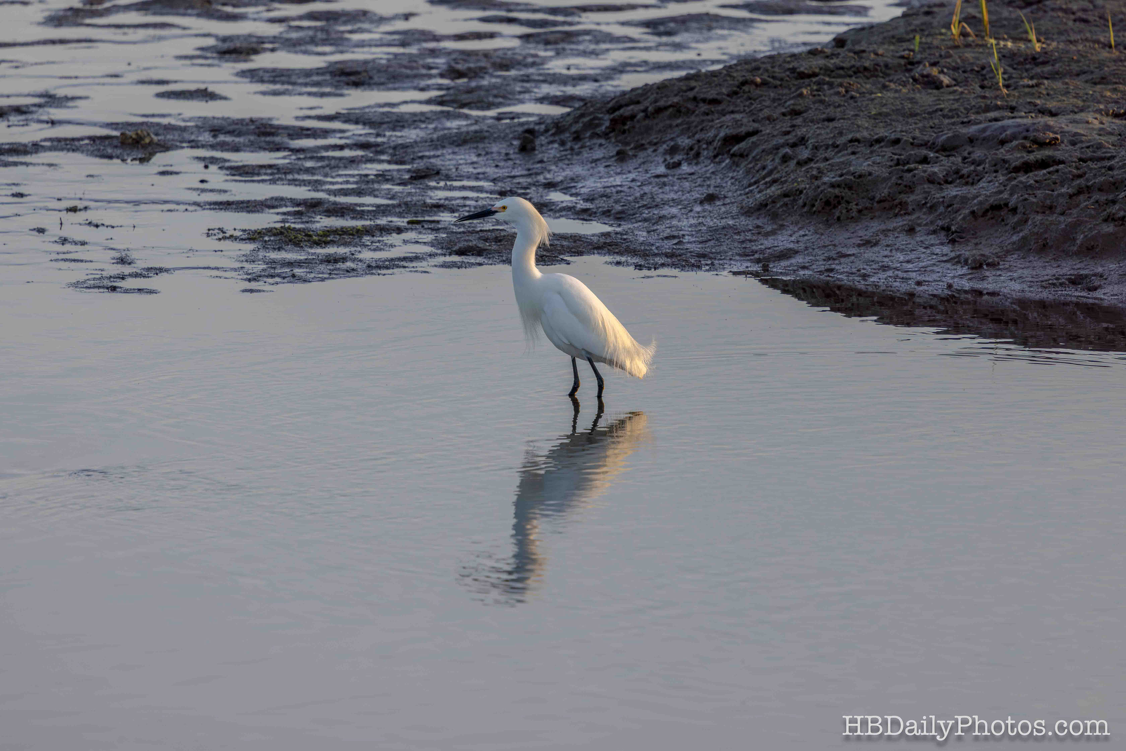 Image-00093-snowy-egret-bolsa-chica-ecological-reserve