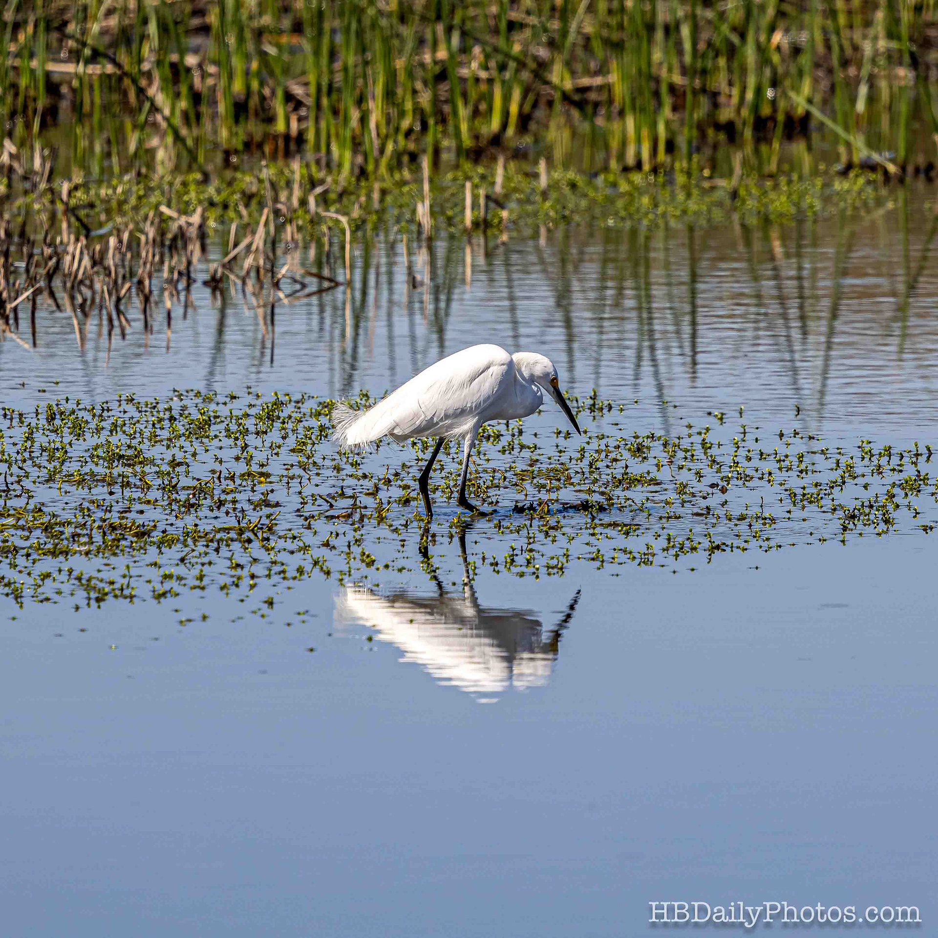 Image-00094-snowy-egret-hunting-reflection-bolsa-chica
