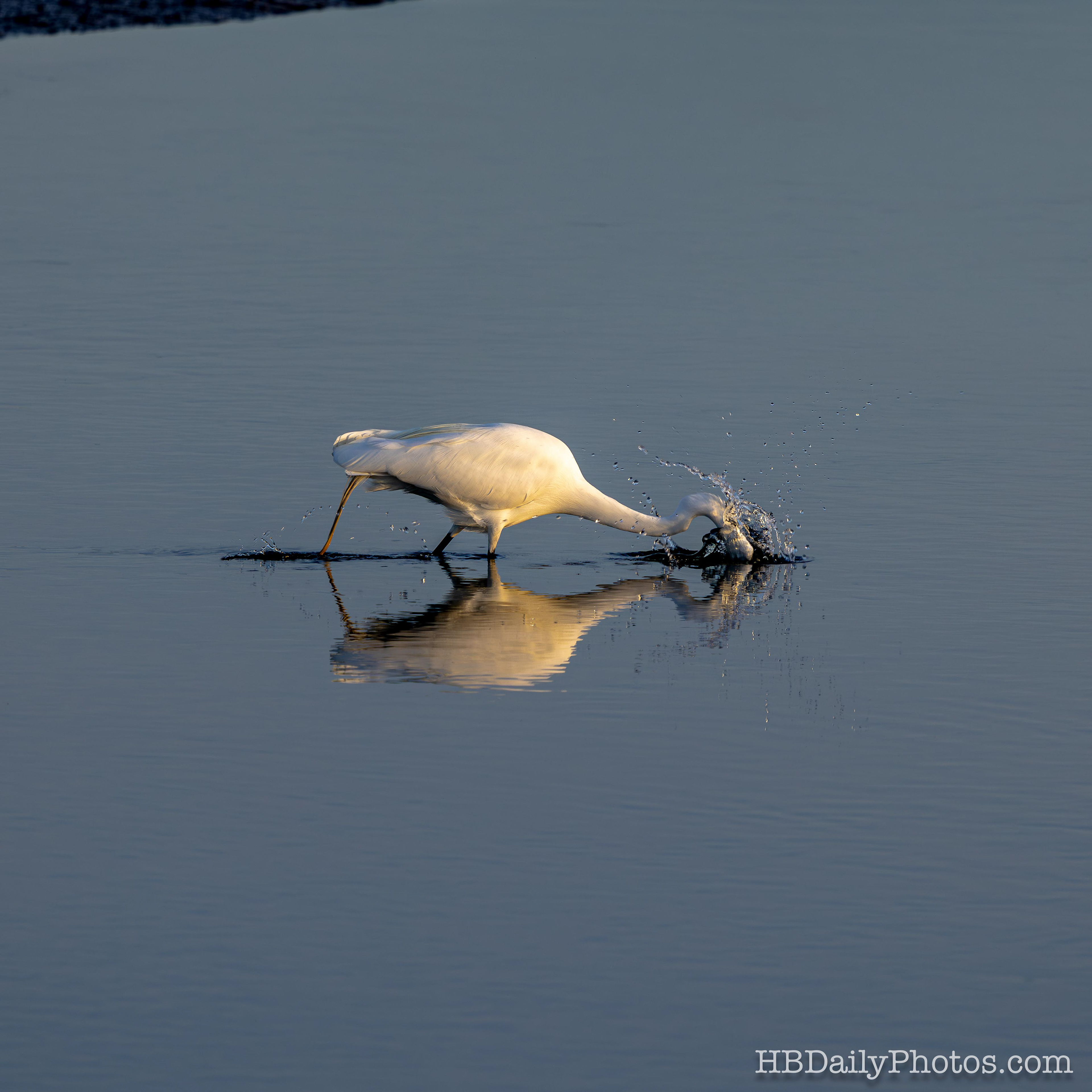 Image-00080-great-egret-fishing-huntington-beach-wetlands