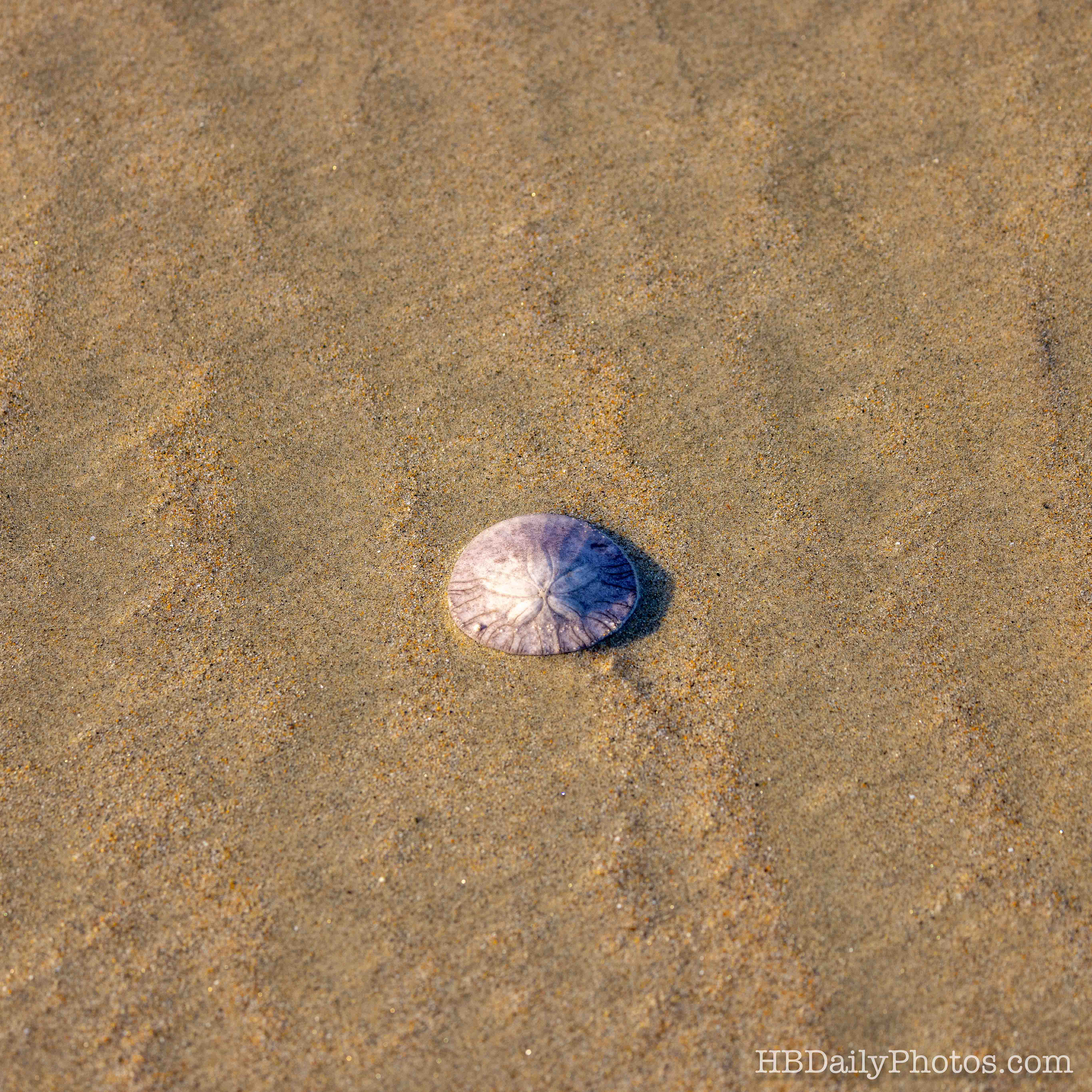 image-00059-sand-dollar-huntington-beach