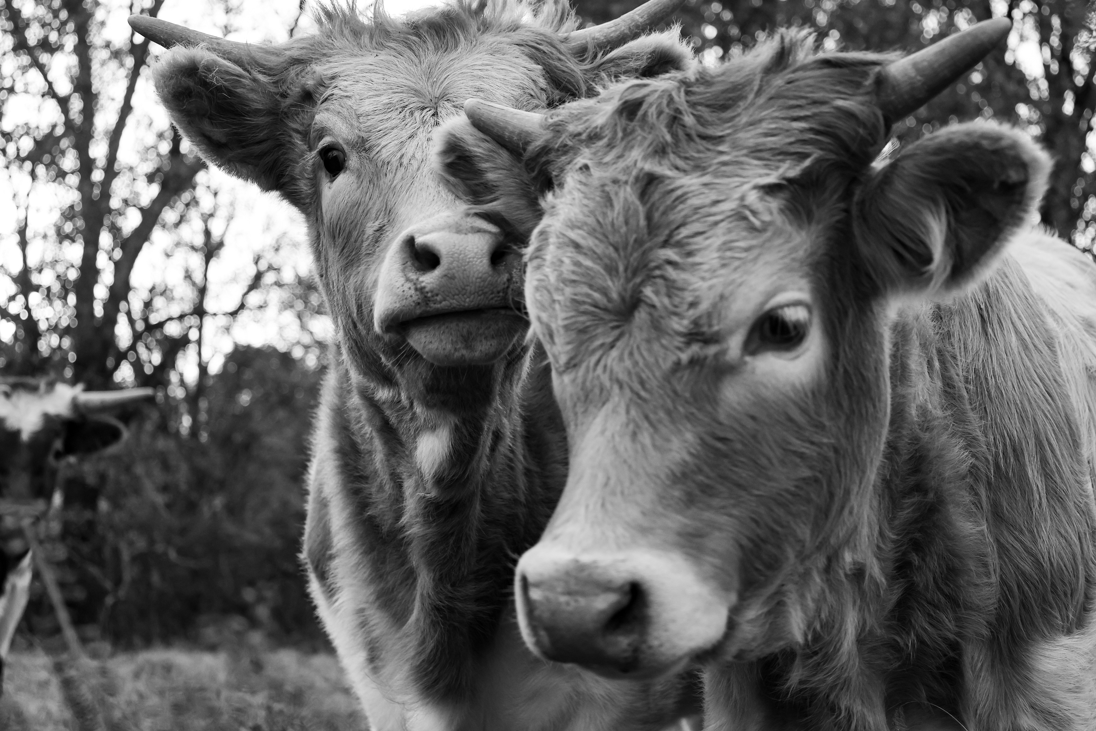 Longhorn Cattle - Tontitown, AR