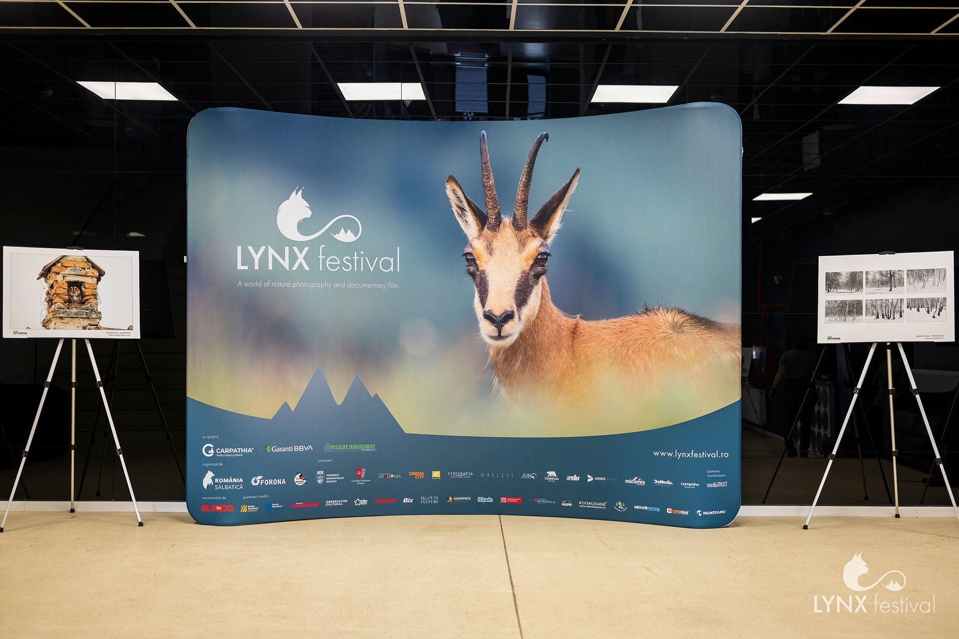 Lynx festival