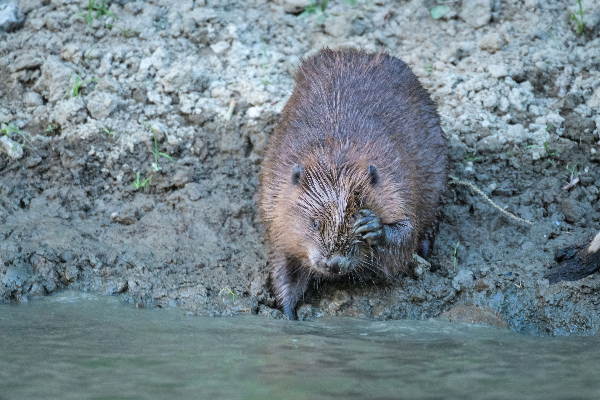 European beaver