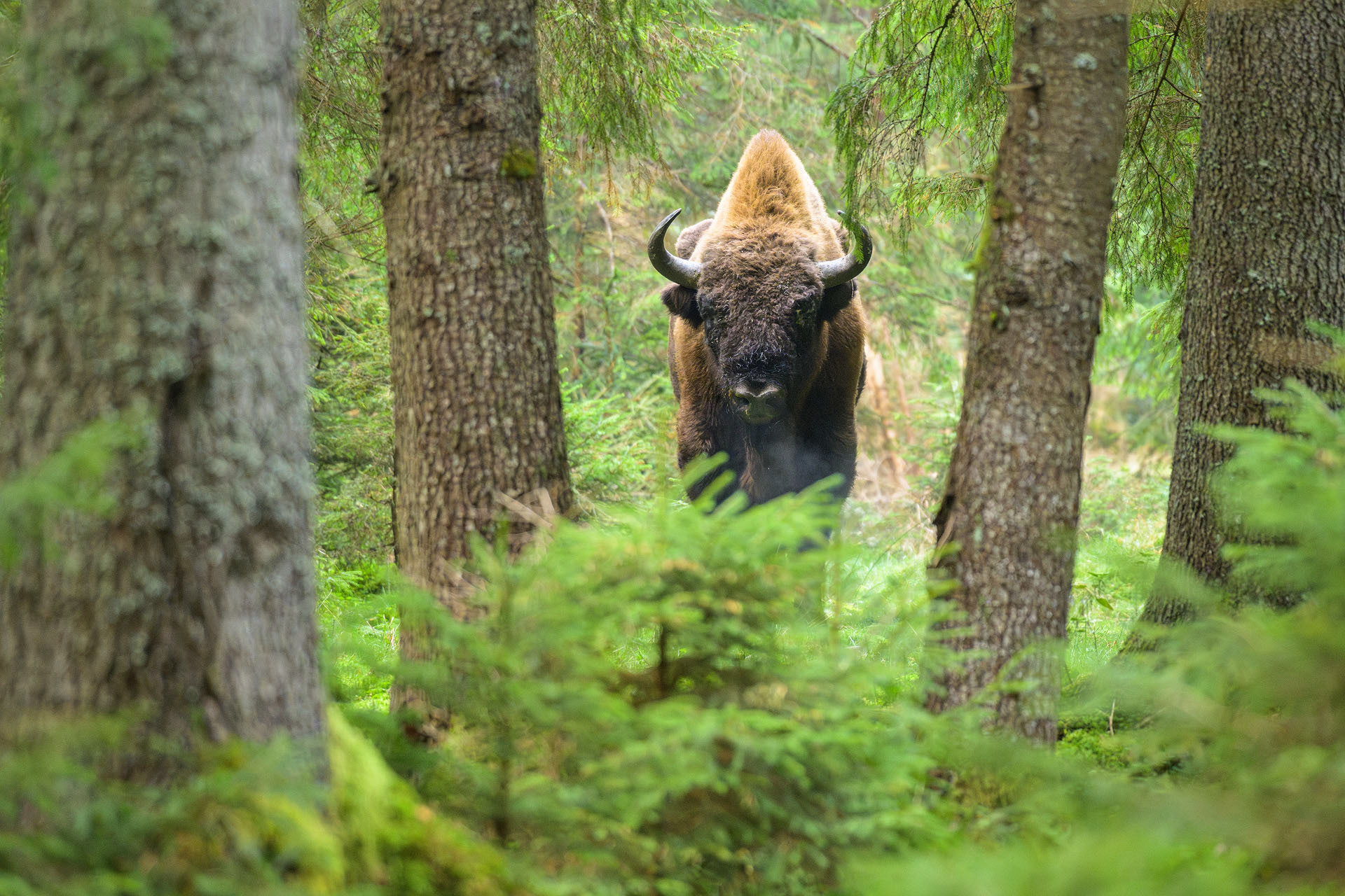 European bison