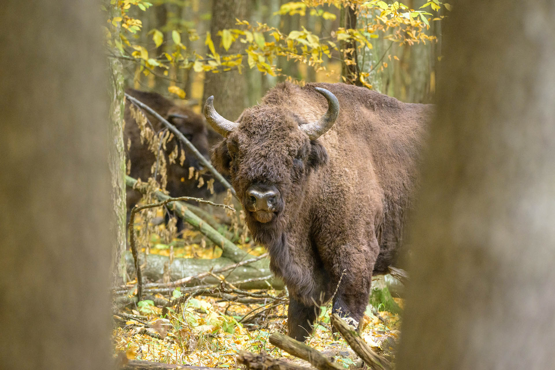 European bison