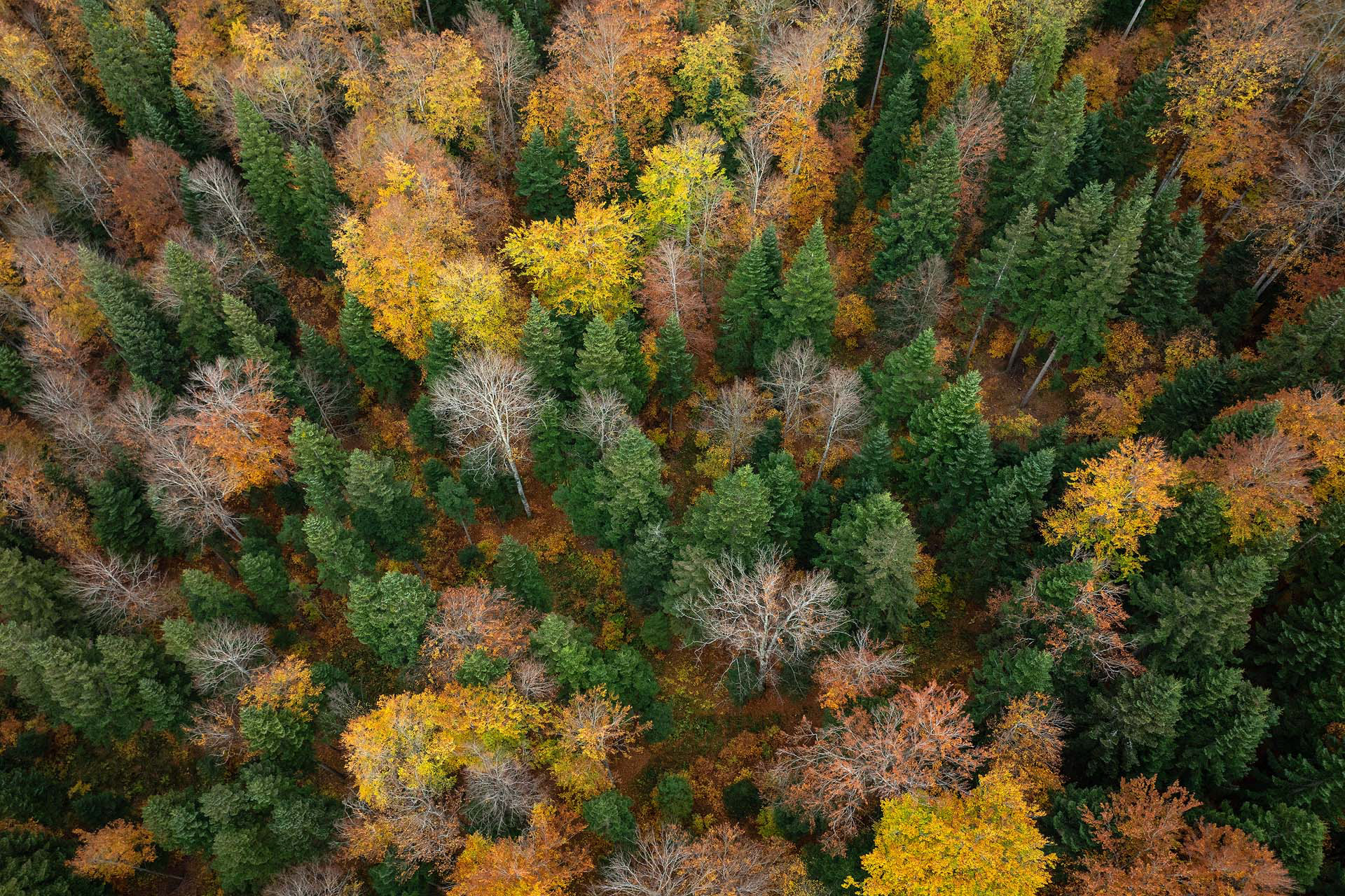 Carpathian forest