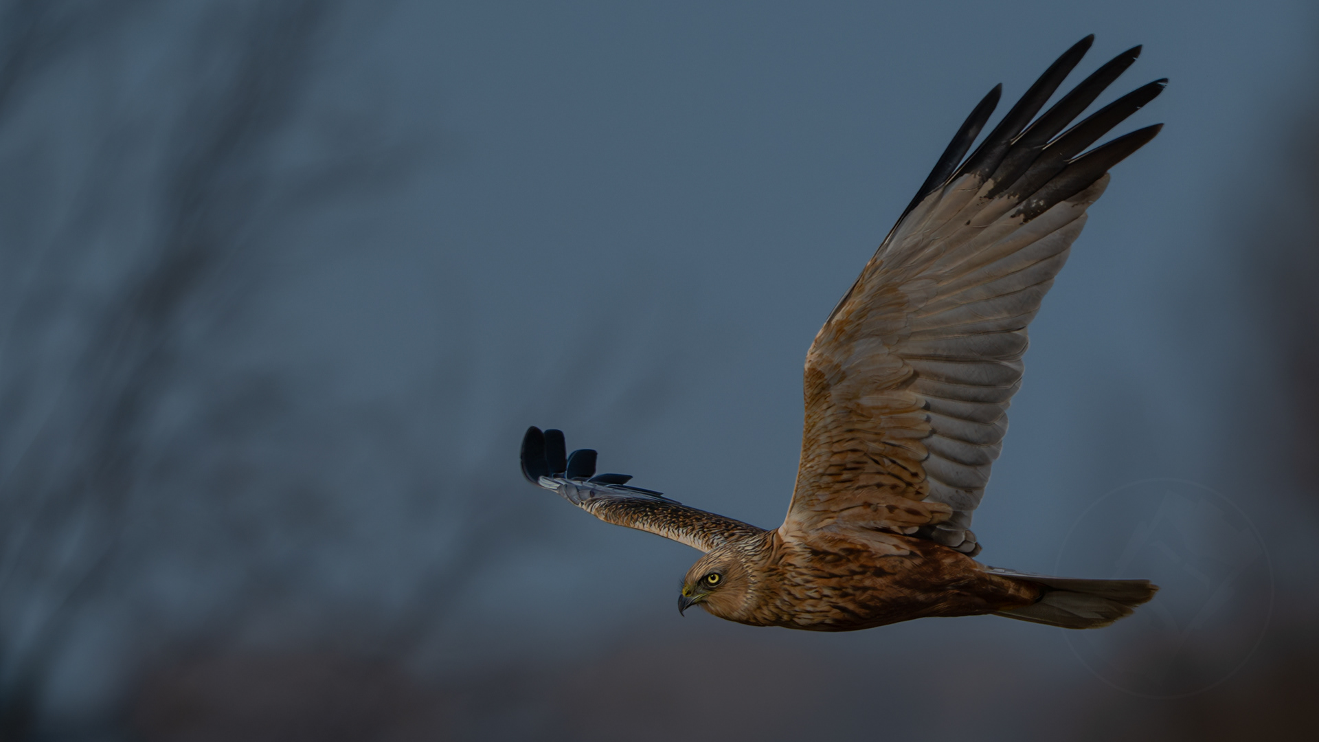 Western Marsh Harrier