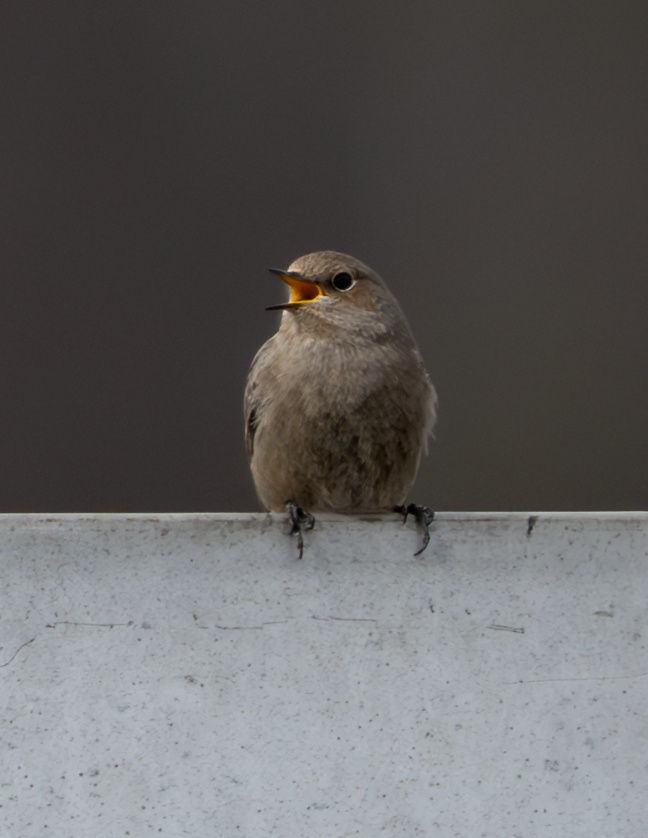 Female Black Redstart