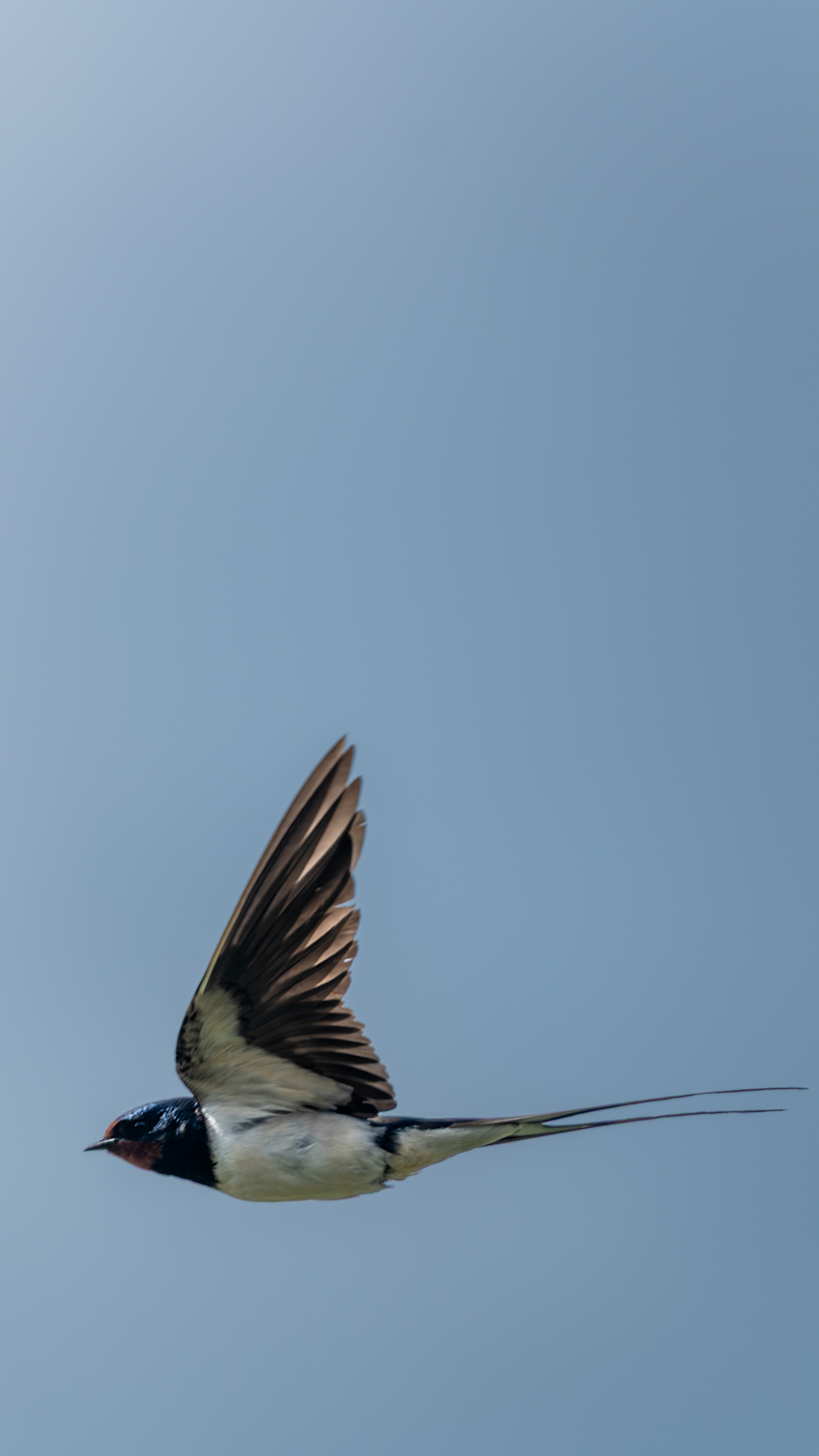 Barn Swallow