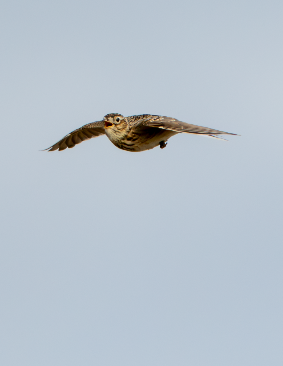 Skylark
