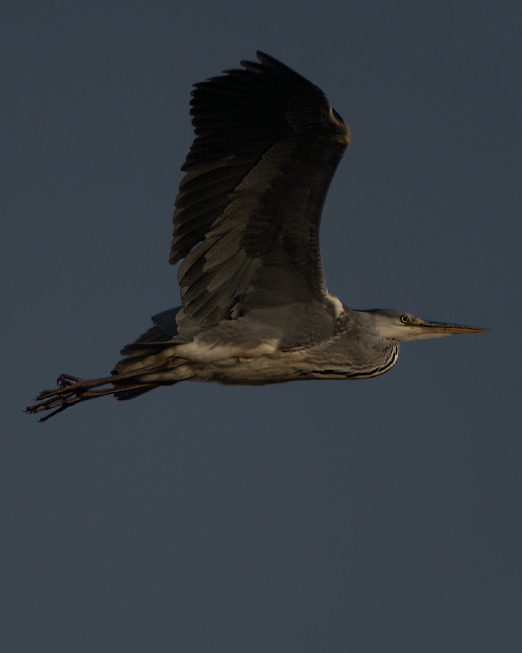 Grey Heron