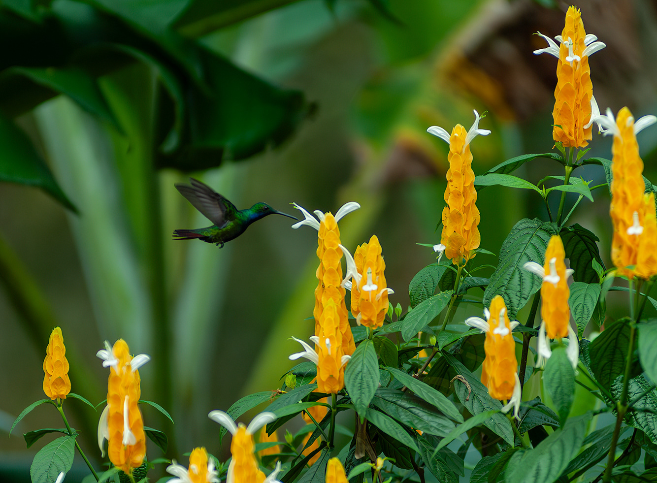 Black throated Mango