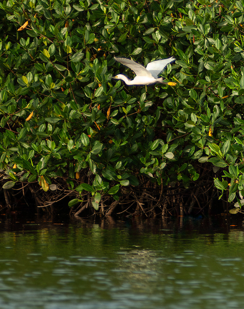 Snowy Egret