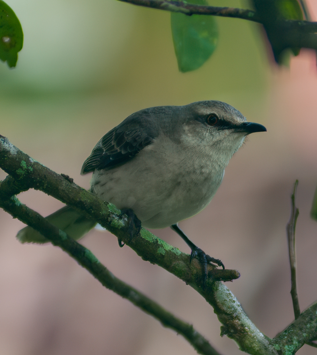 Tropical Mockingbird