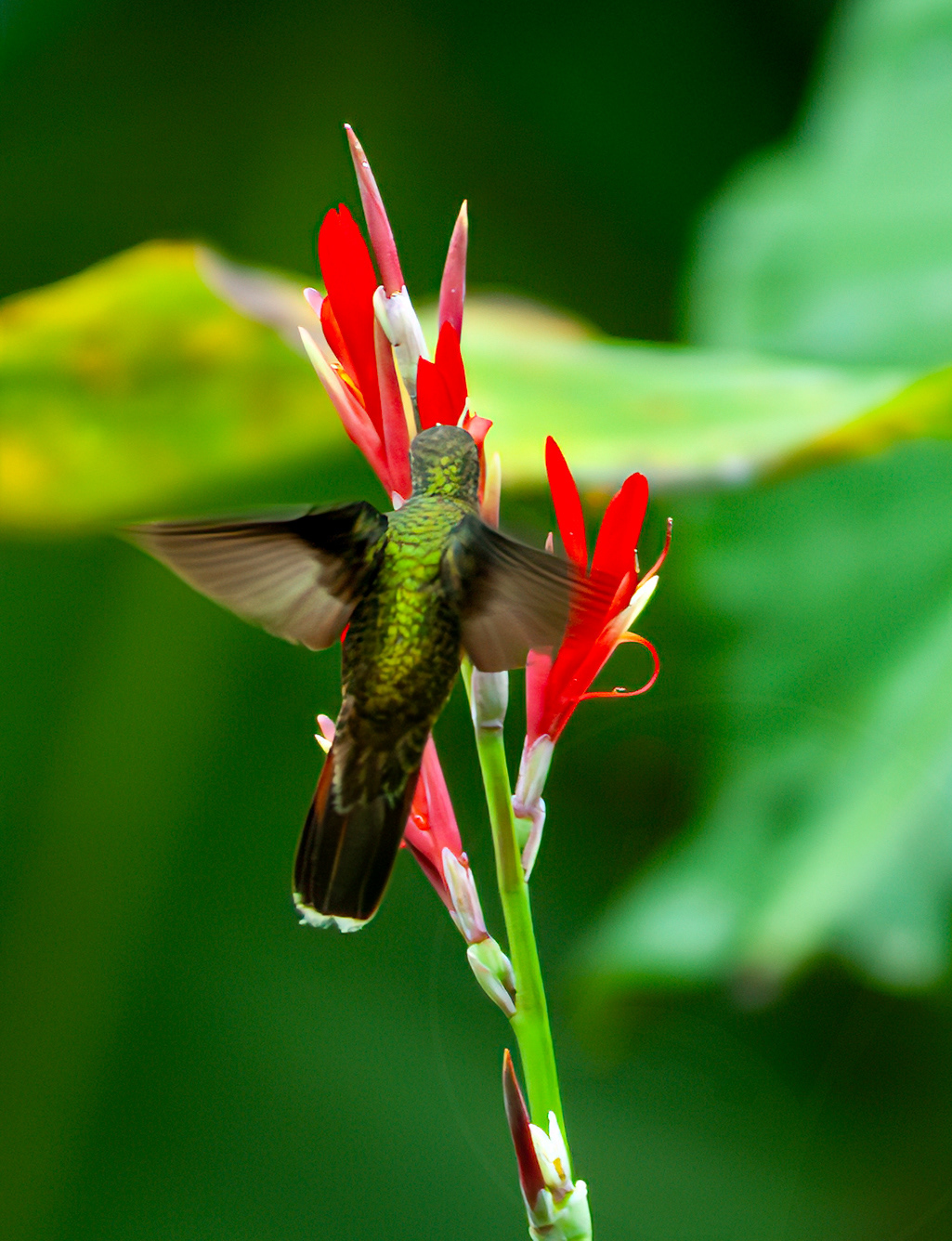 Rufous-breasted Hermit