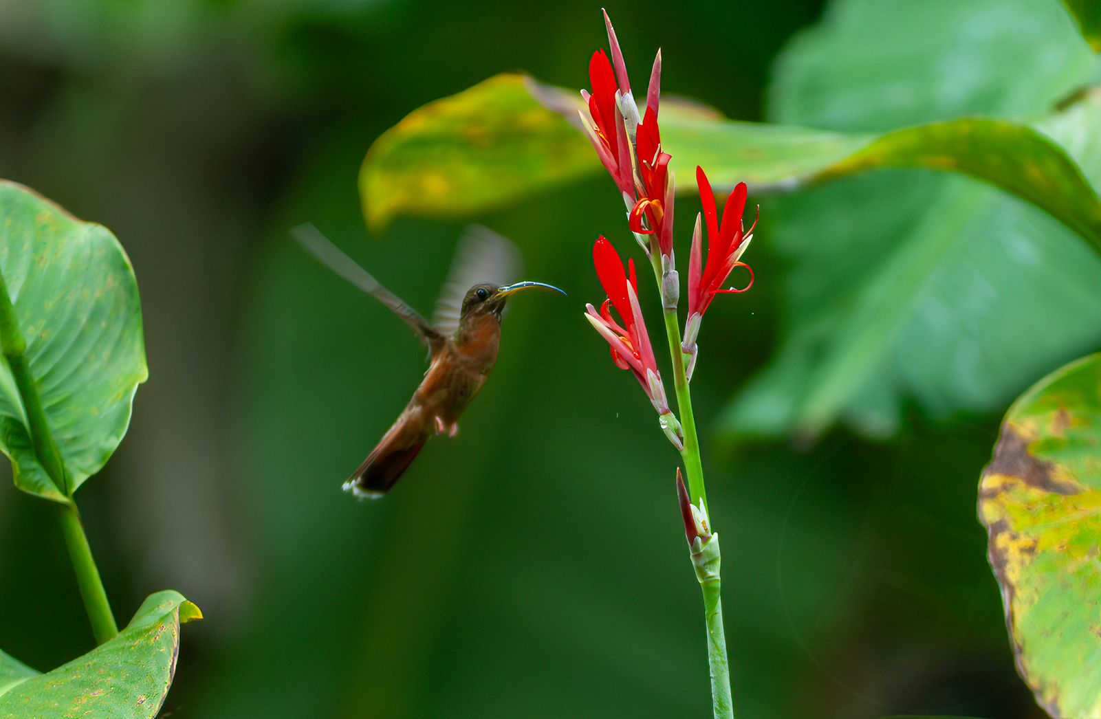 Rufous-breasted Hermit