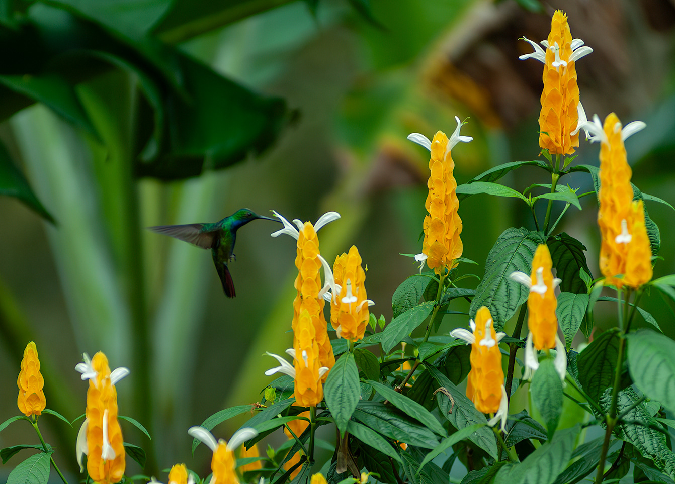 Black throated Mango