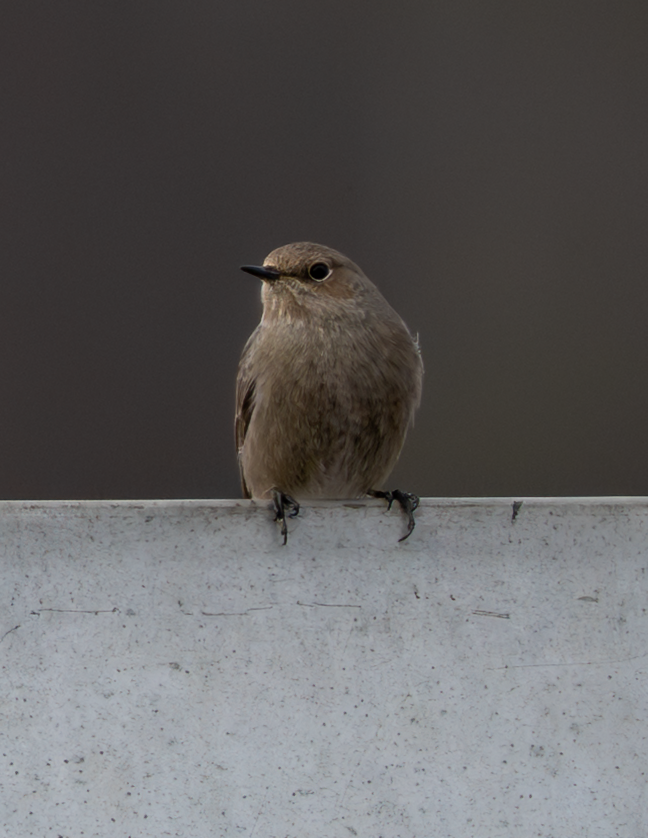 Female Black Redstart