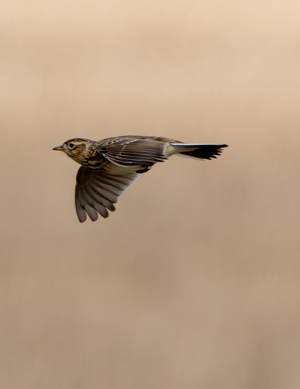 Skylark