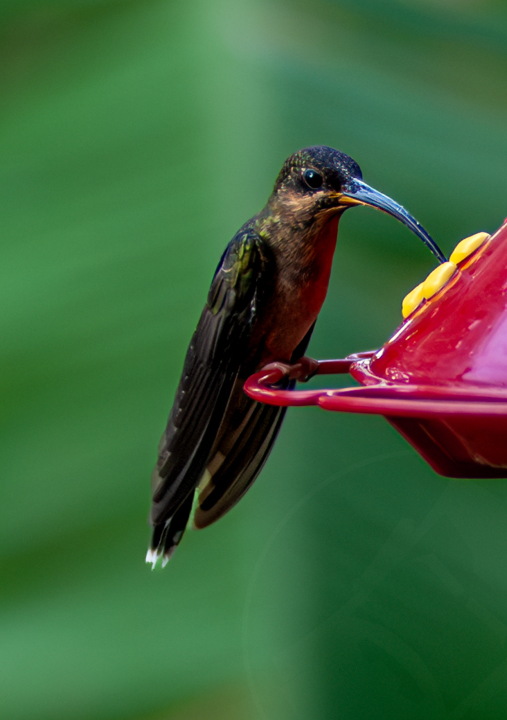 Rufous-breasted Hermit