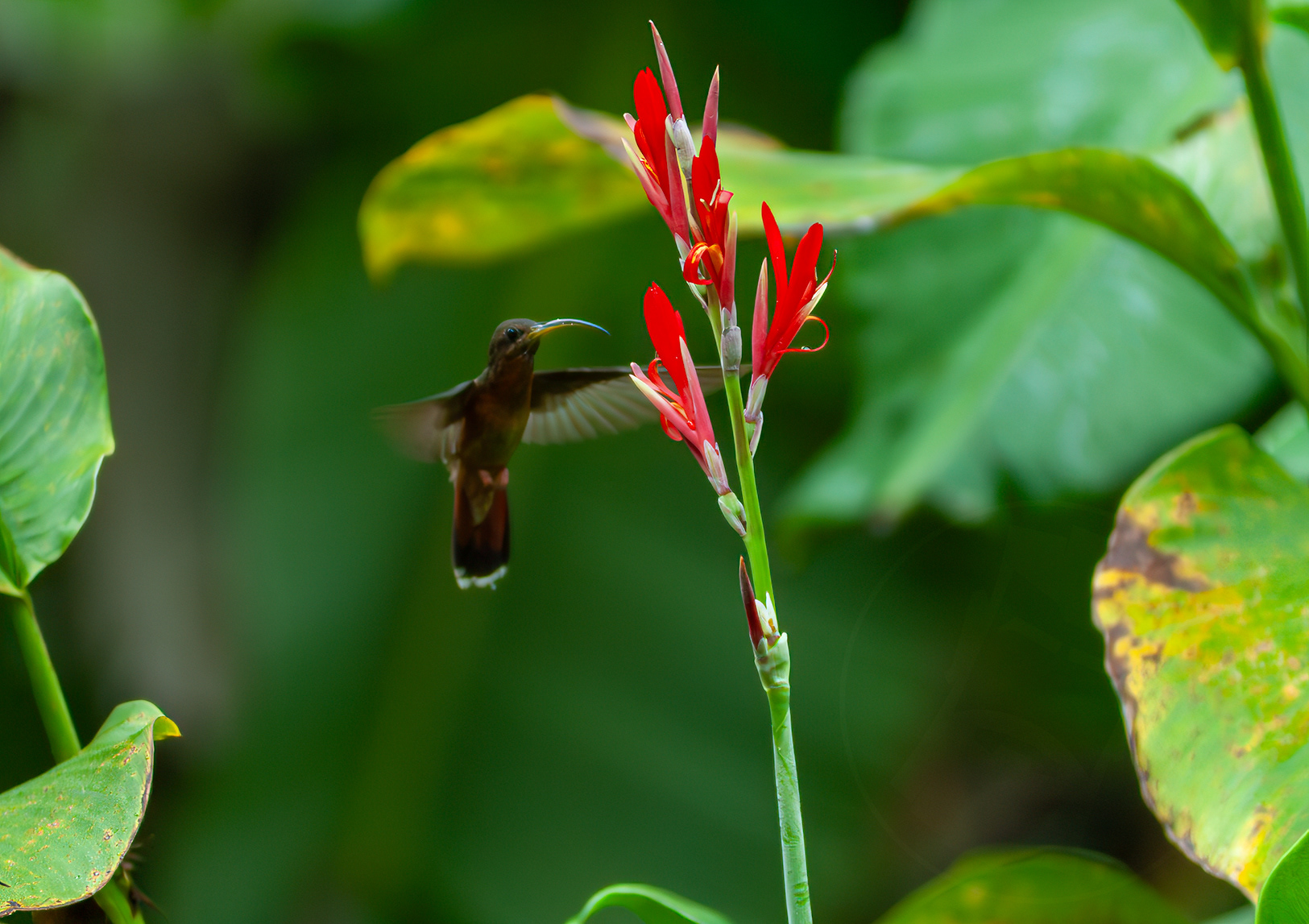 Rufous-breasted Hermit
