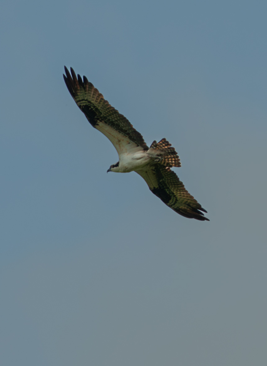 Osprey