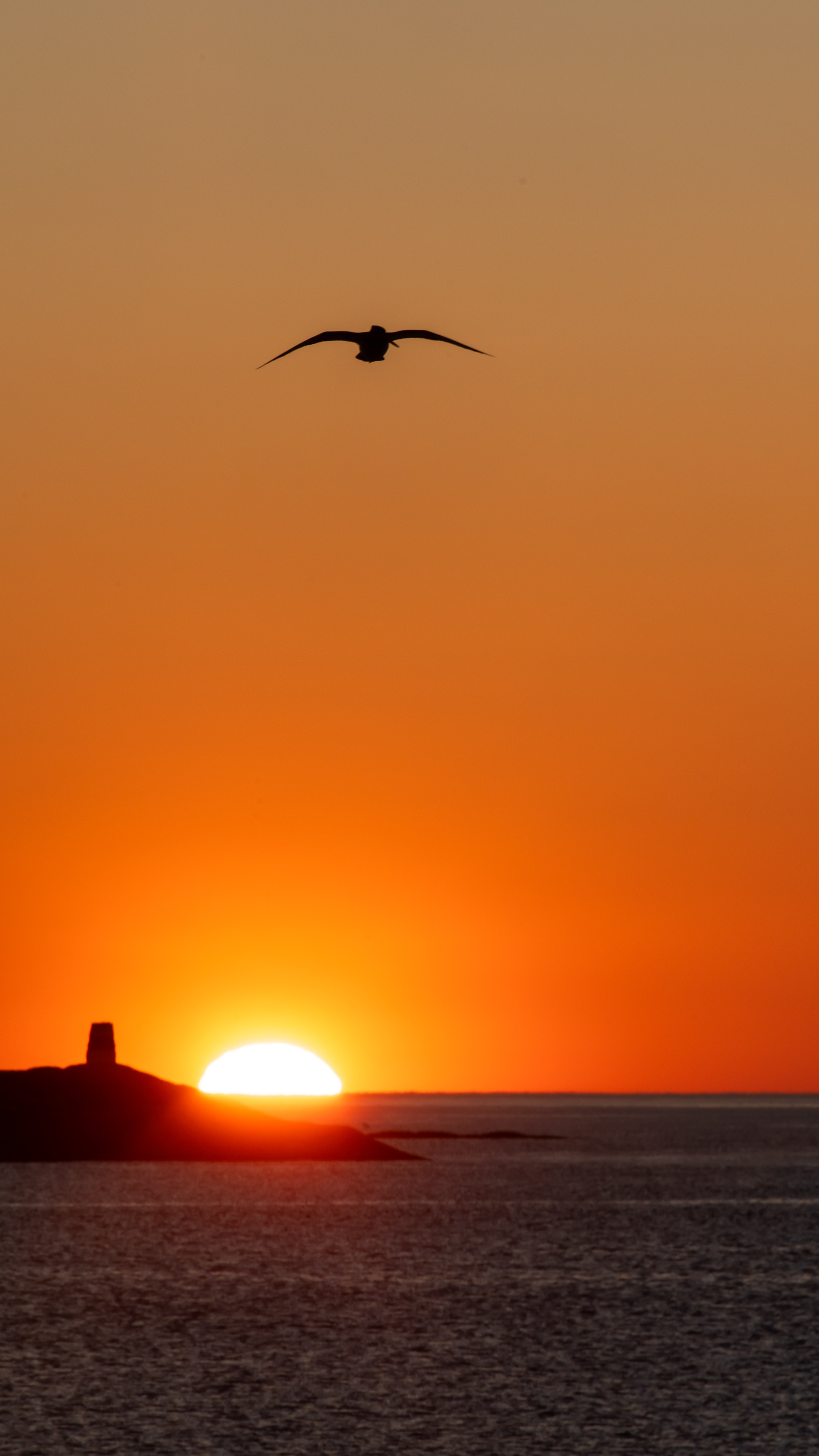 An oystercatcher in for landing 